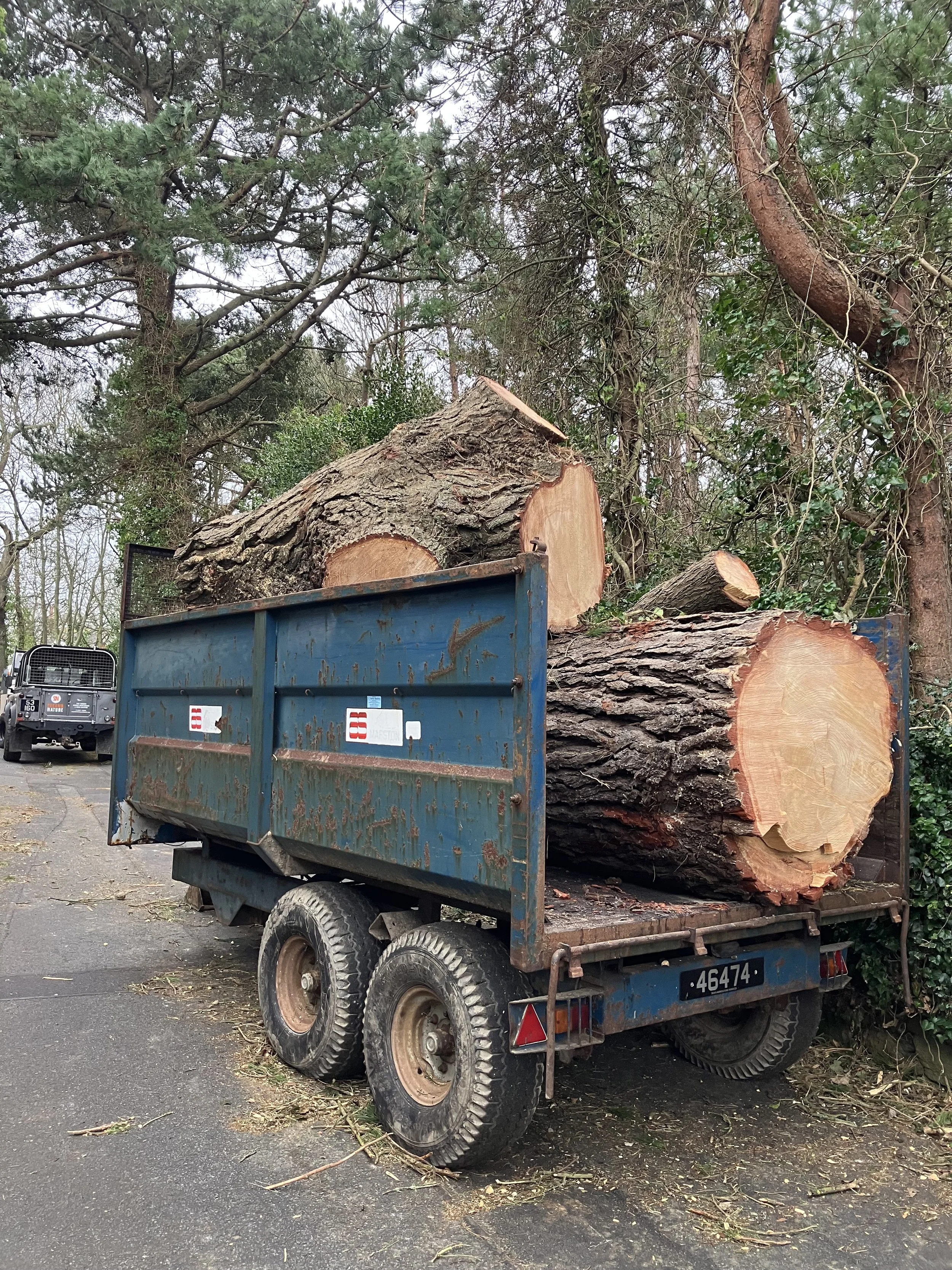 A blue utility trailer filled with large cut tree logs, parked on a street with trees in the background.
