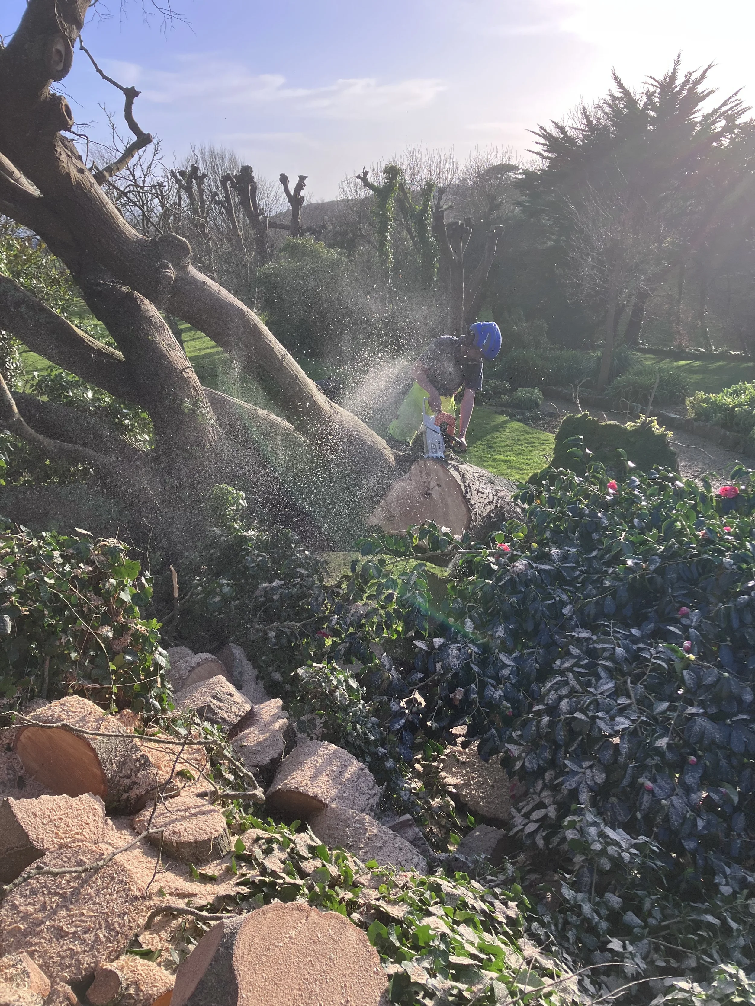 Person wearing a blue helmet using a chainsaw to cut a fallen tree in a garden with various trees and bushes, sunlight shining from the sky.