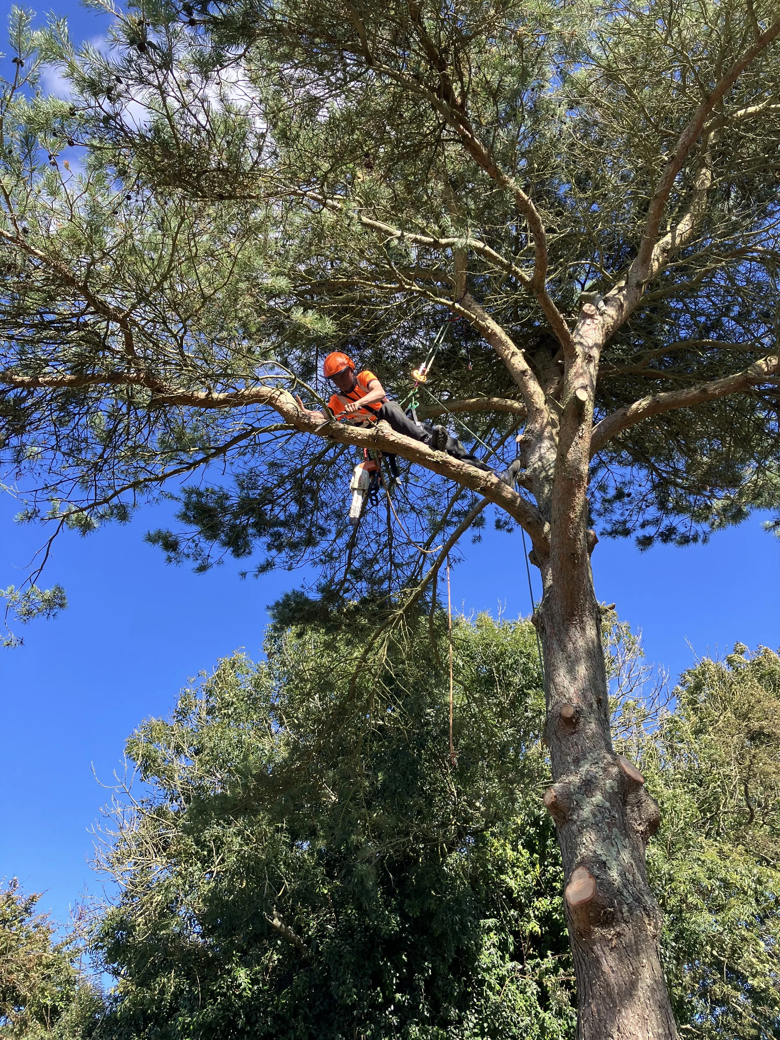A person wearing an orange helmet and orange jacket is pruning or trimming a tall tree with a harness and tools, high above the ground with a clear blue sky in the background.