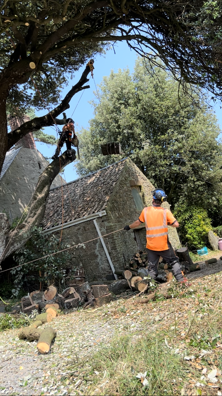 Tree trimming crew working on a large tree beside a stone house, with one worker climbing the tree and another standing on the ground holding a rope, surrounded by cut logs and branches.
