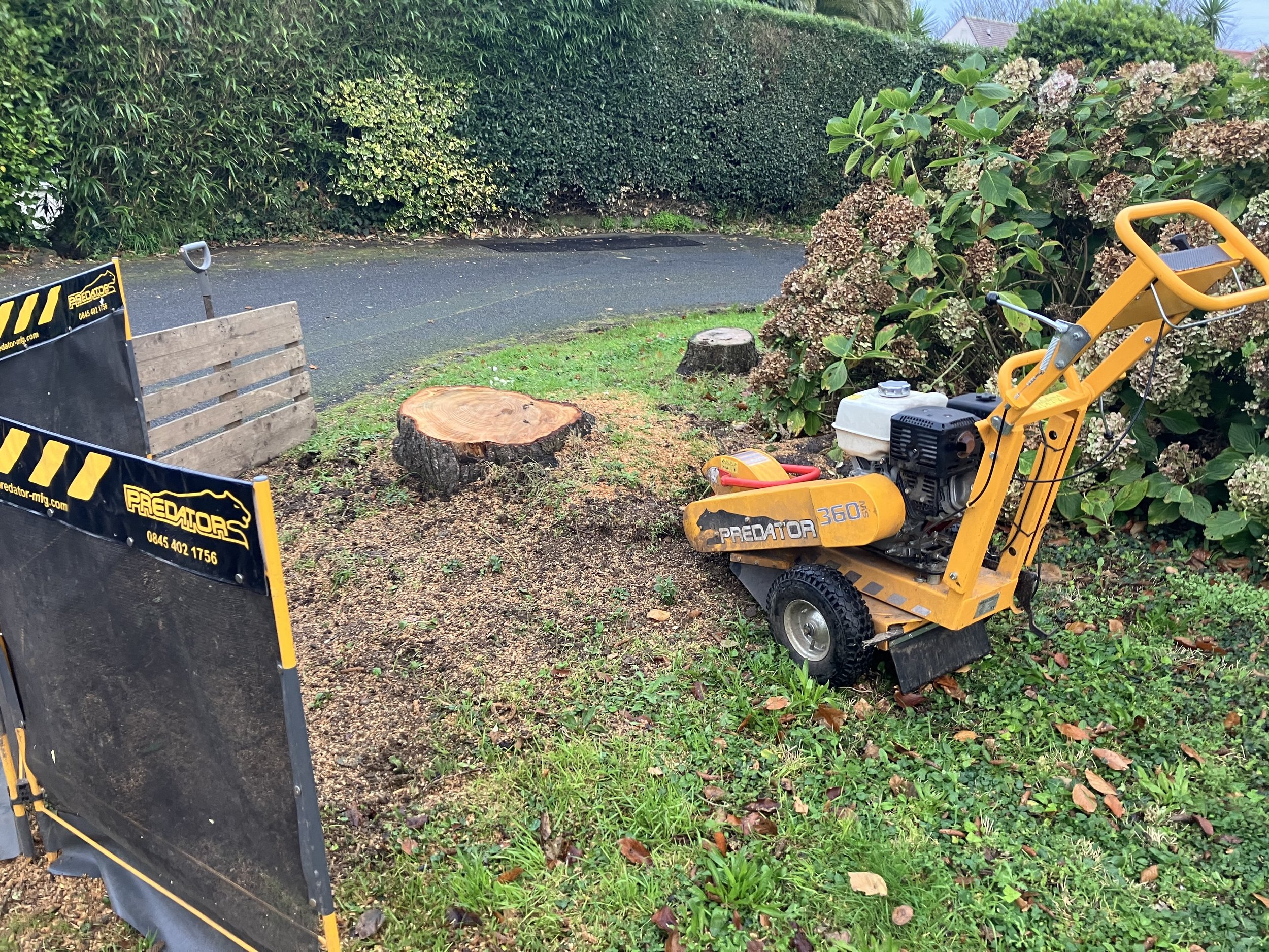 A small yellow tree stump removal machine with the brand name Predator is parked near a bush. A wooden fence and a black and yellow barrier with the word Predator on it is visible in the foreground. The background shows a paved pathway, many green bu