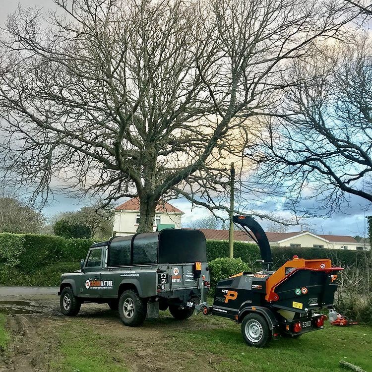 A large leafless tree in a suburban yard with a pickup truck and wood chipper nearby, and houses in the background on a cloudy day.
