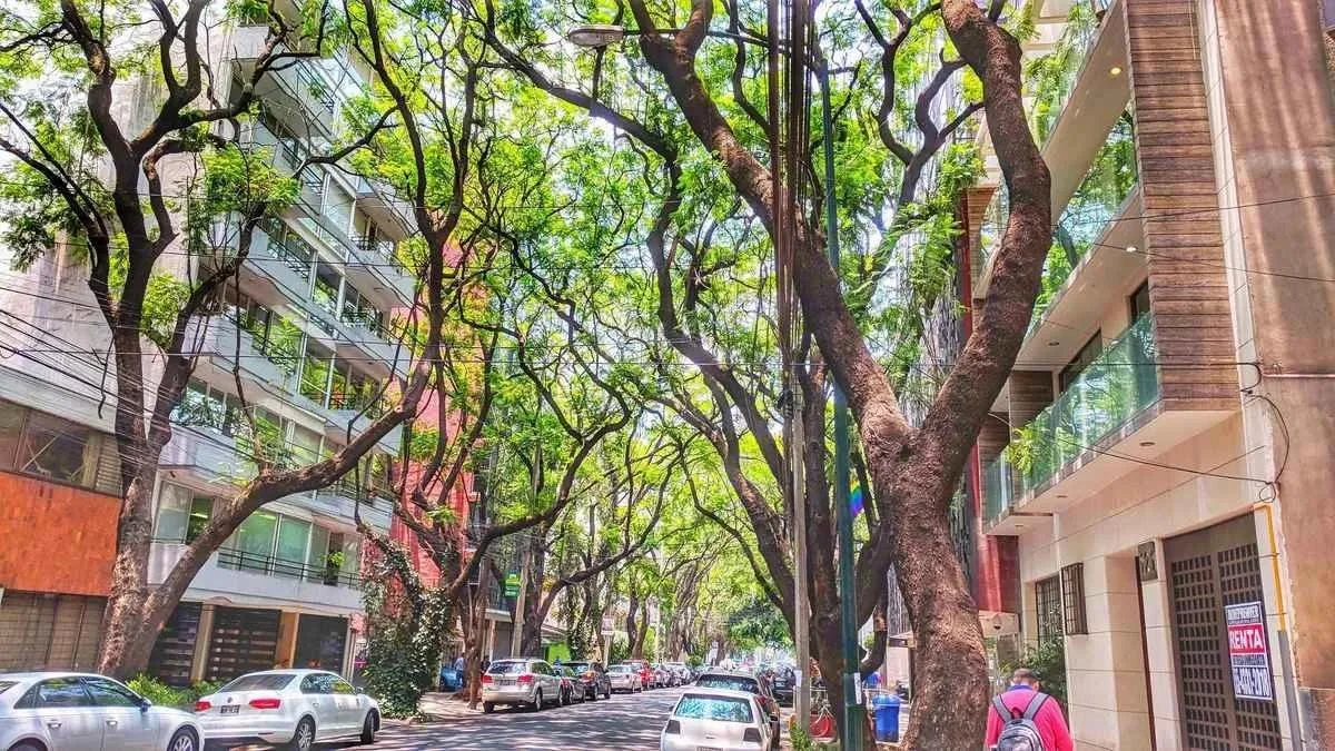 tree lined street 2.jpg