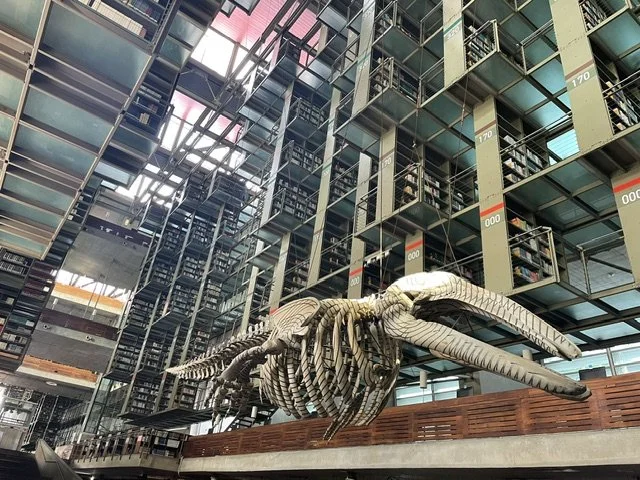 Library CDMX.jpeg