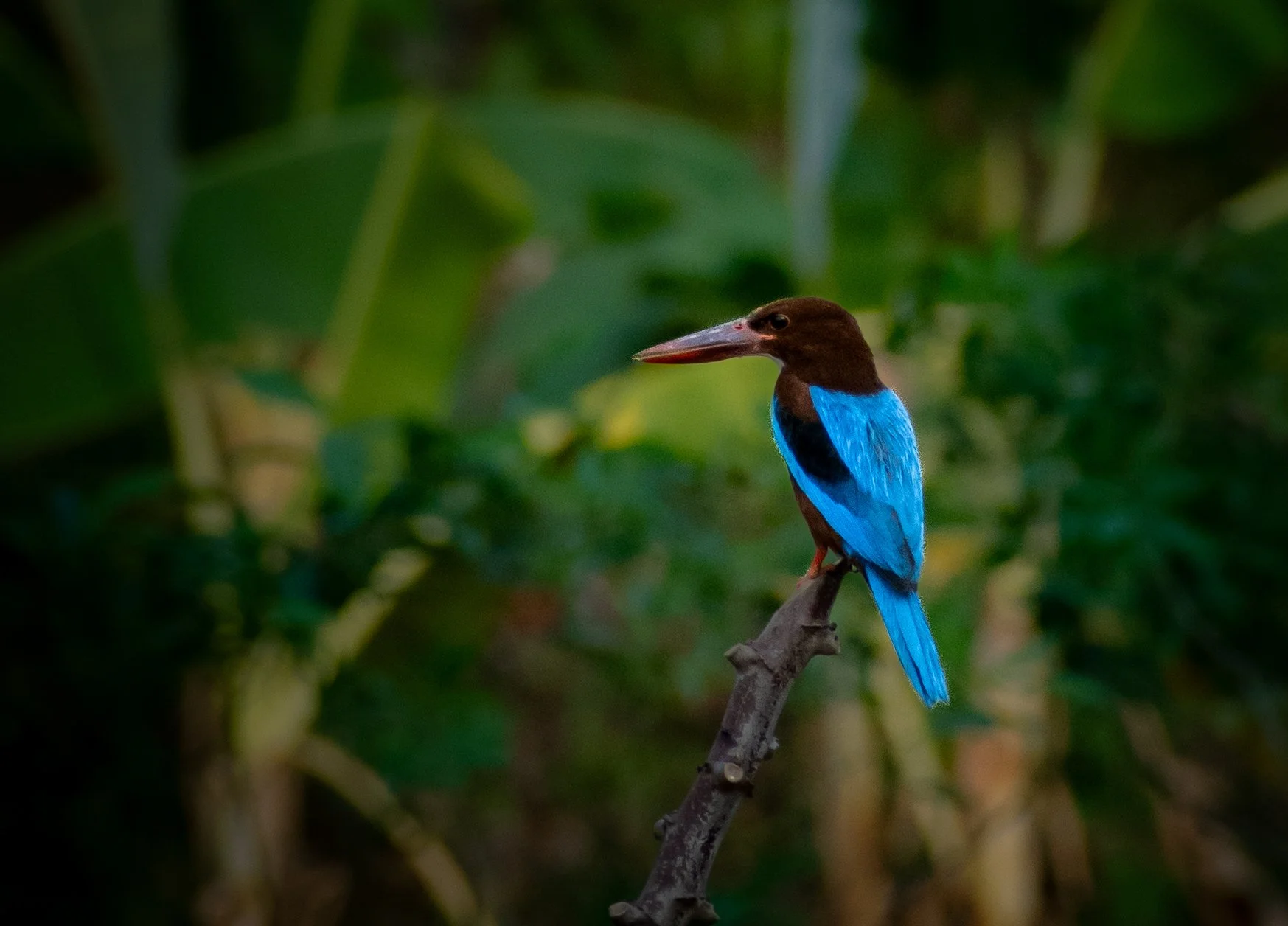 A colorful kingfisher bird with a brown head and vibrant blue body perched on a small branch in a lush green environment.