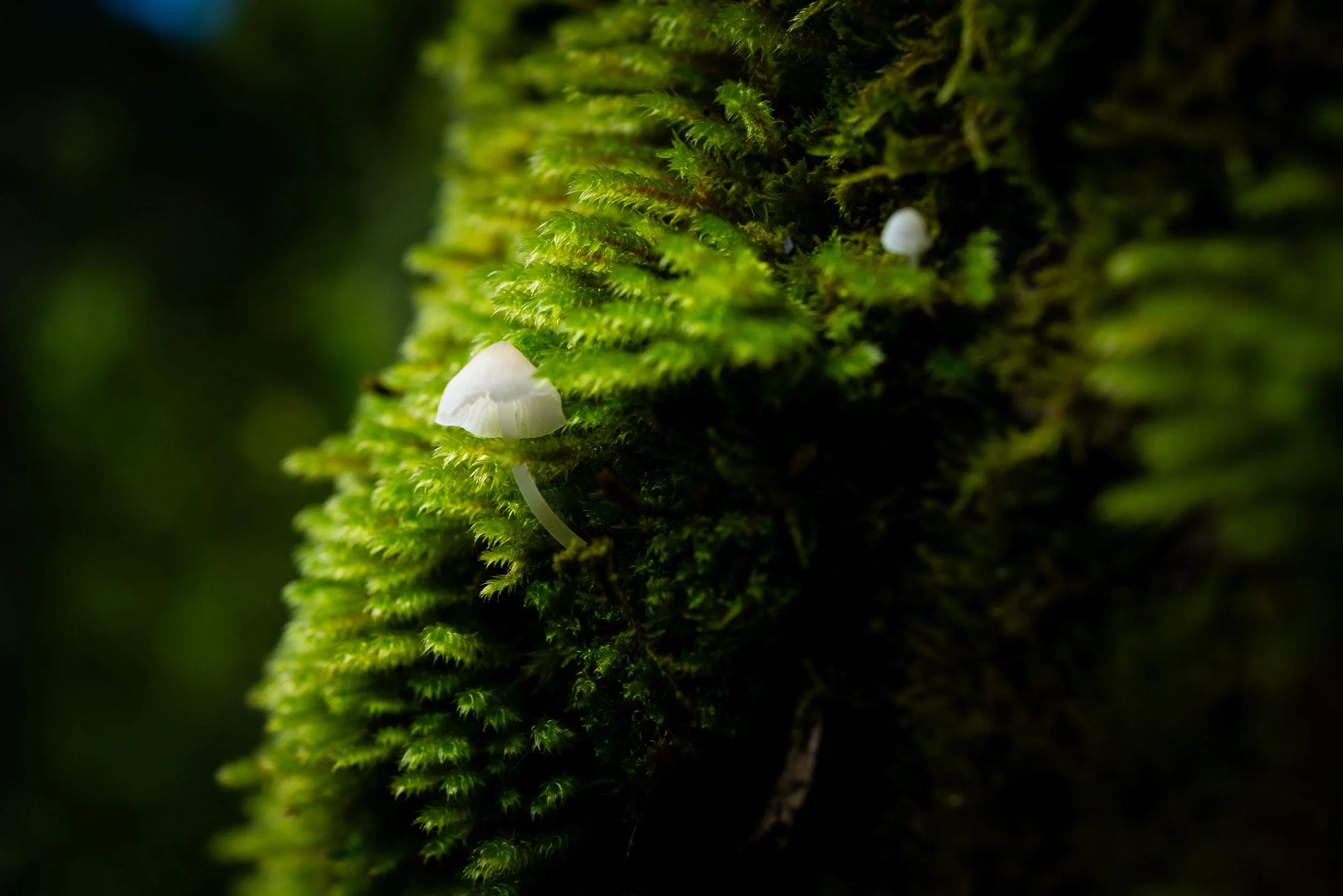 Close-up of green moss growing on a tree trunk with small white mushrooms among the moss.