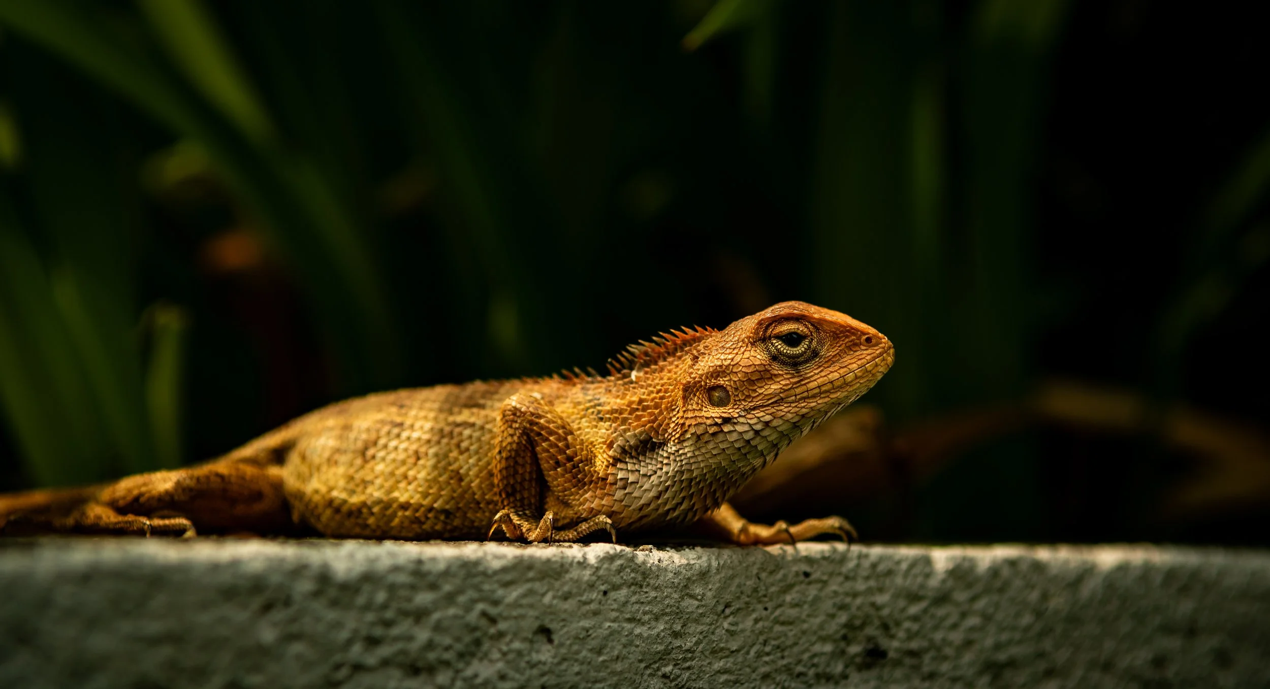 Close-up of a brown iguana resting on a rock, with dark green foliage in the background.