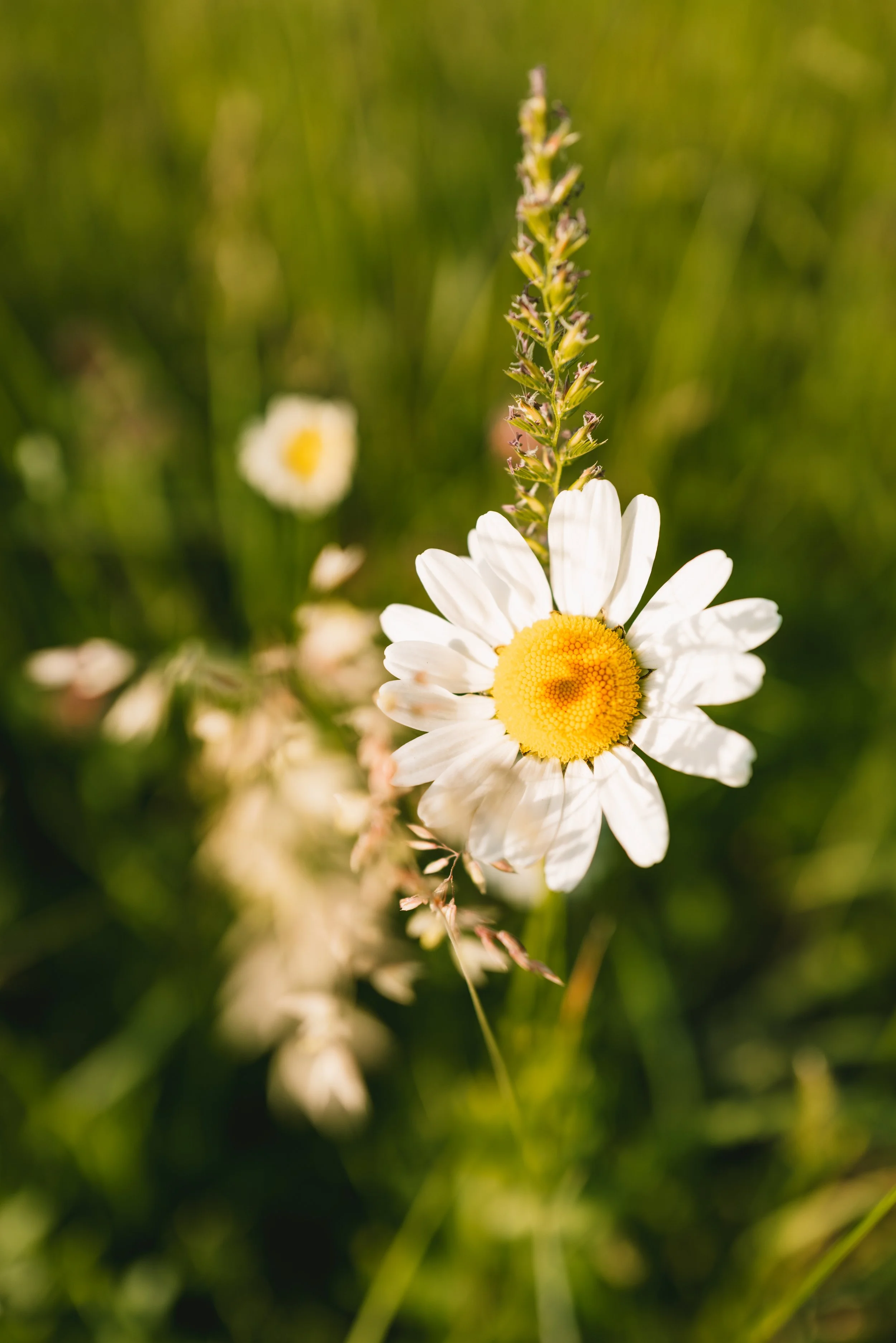 Close-up of a white daisy flower with a yellow center, growing among green grass with another blurred daisy in the background.