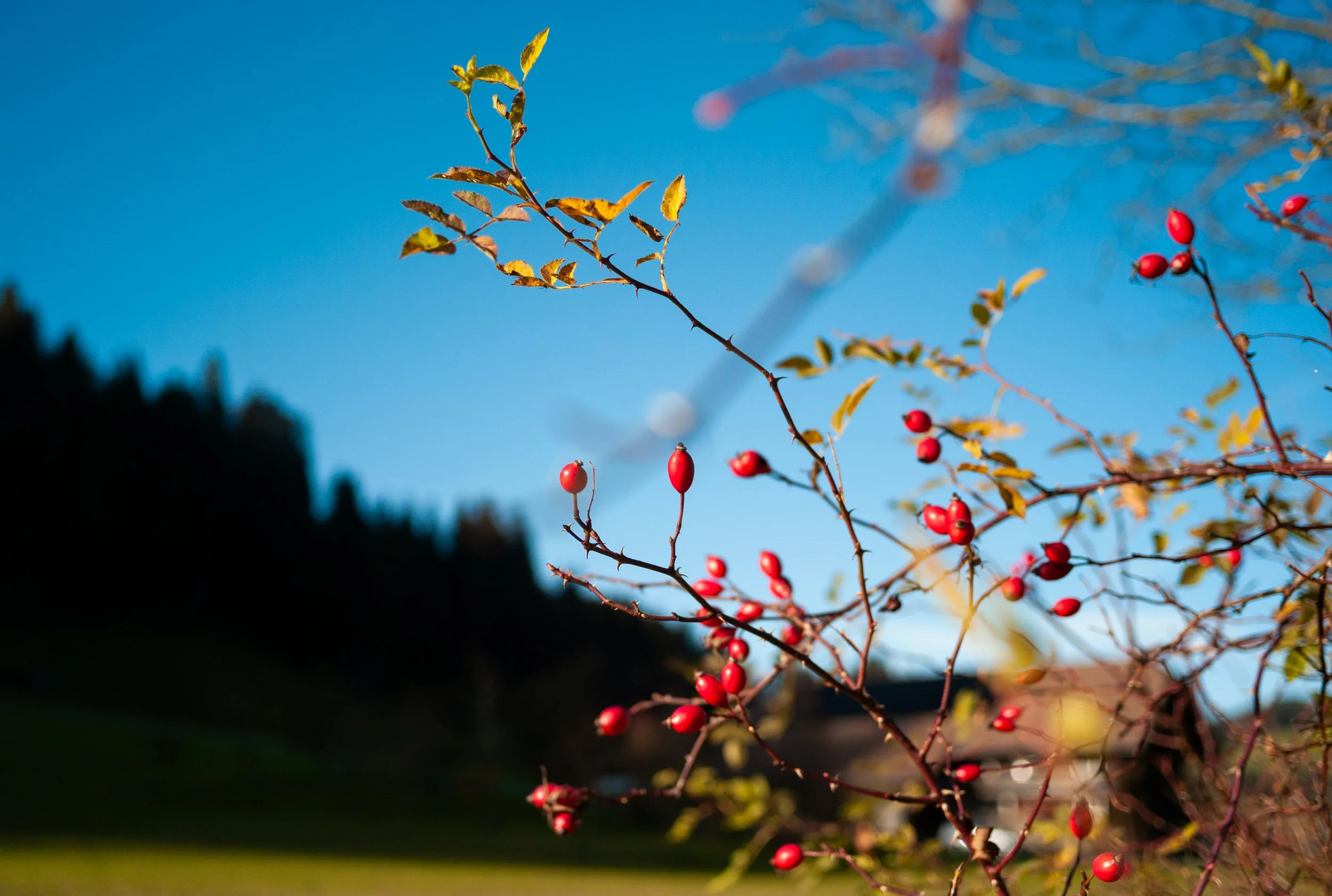 A tree branch with red berries and some yellowing leaves against a blue sky with a shadowed silhouette of trees or buildings in the background.