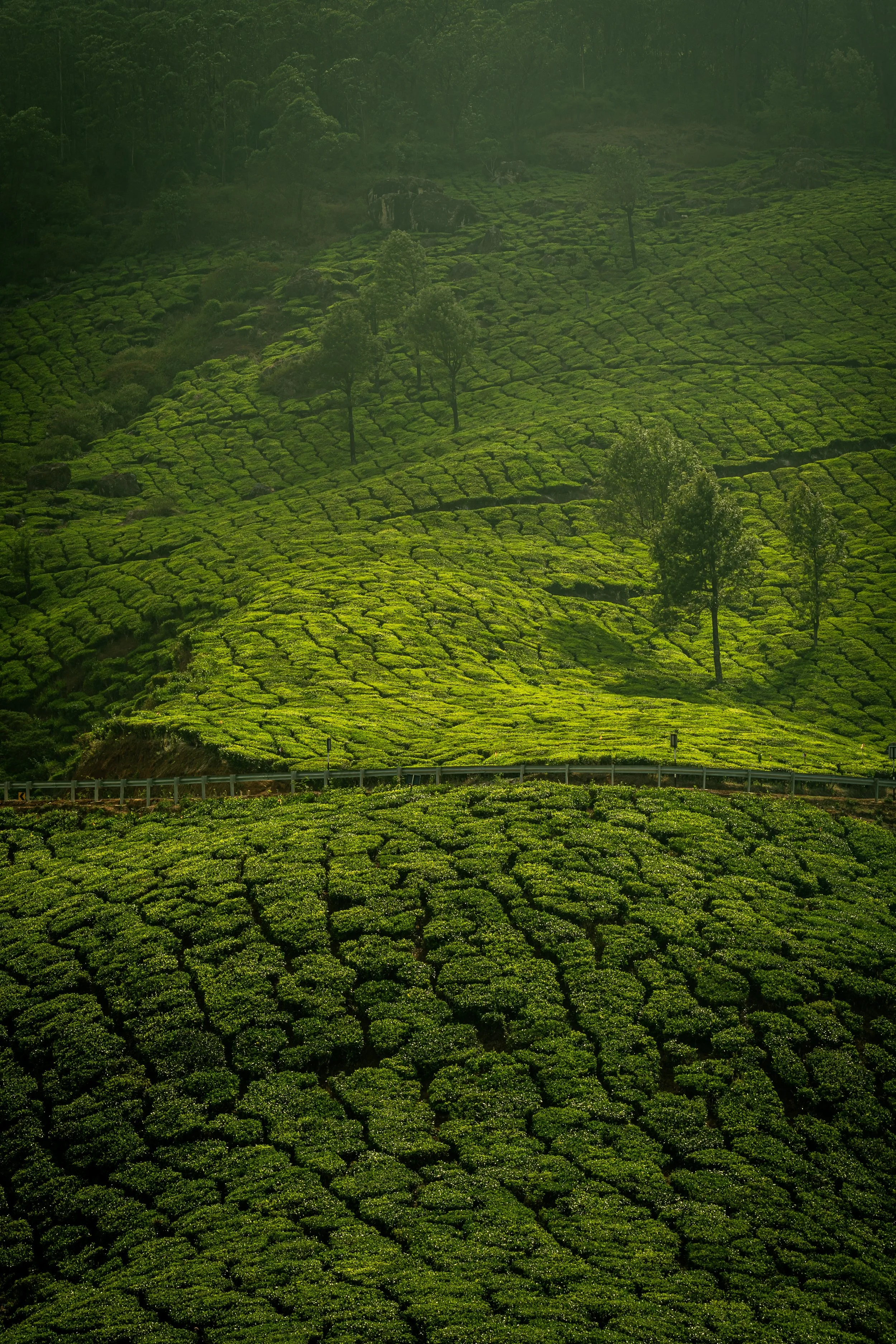A hilly landscape with green tea plantations, scattered trees, and large rocks, with a guardrail at the bottom of the image.