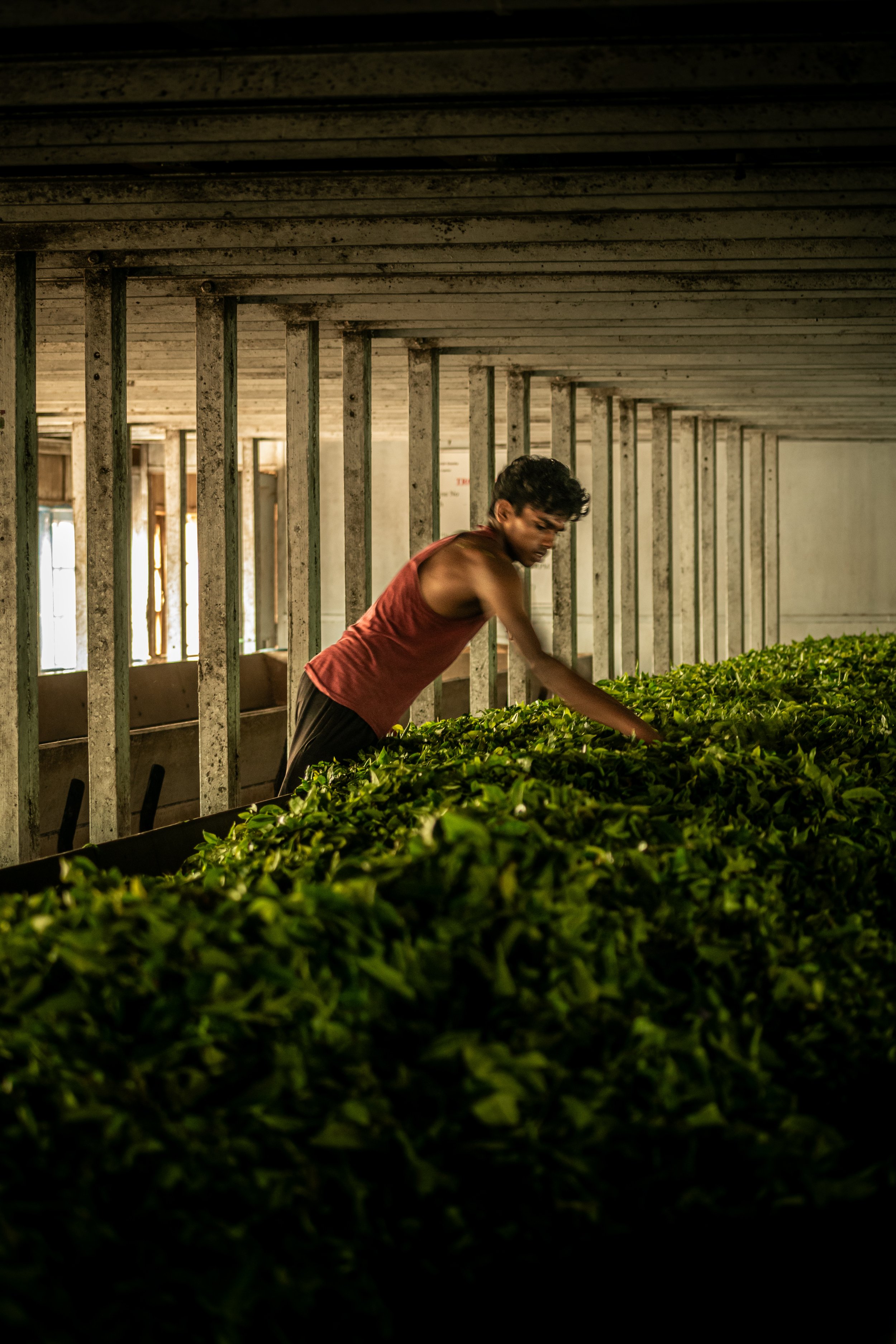 A person working with green plants or leaves inside an industrial or warehouse setting with metal support beams and a shed roof.