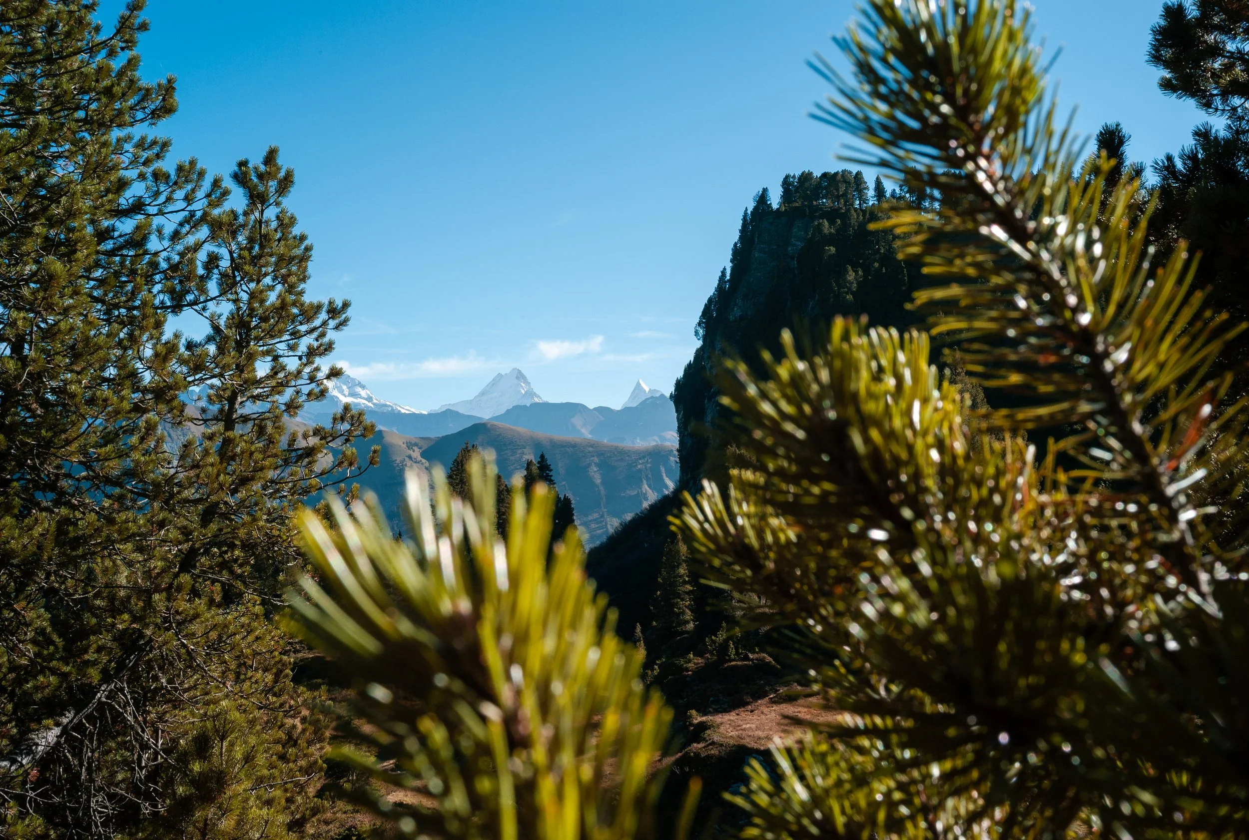 A scenic mountain landscape with snow-capped peaks, framed by pine trees and vegetation in the foreground under a bright blue sky.
