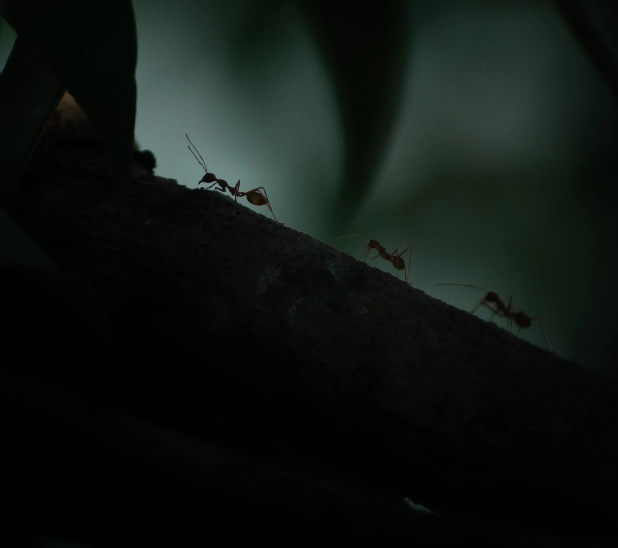 Close-up of an ant on a textured surface, with a blurred dark background.