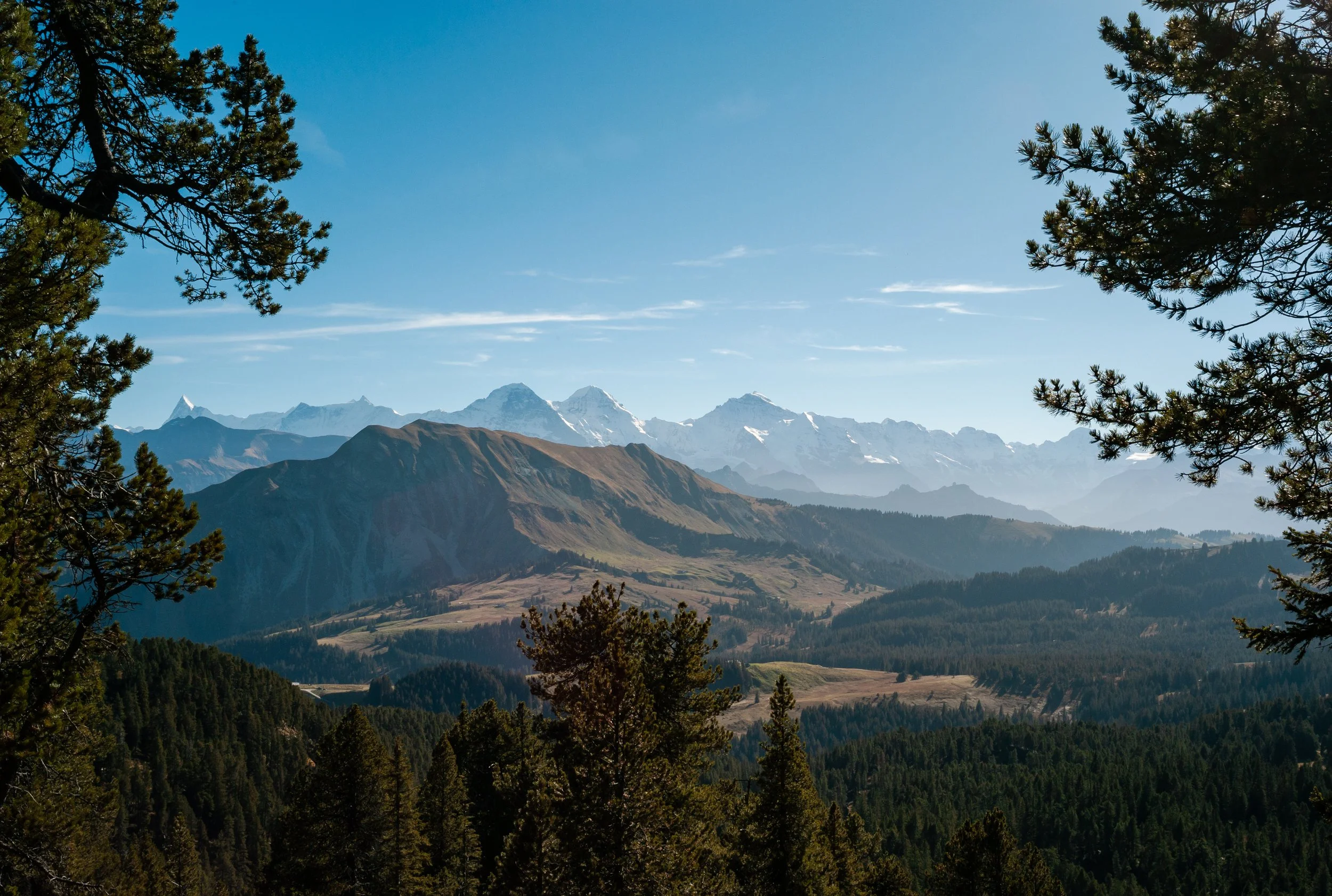 Mountain range with snow-capped peaks, framed by evergreen trees under a clear blue sky.