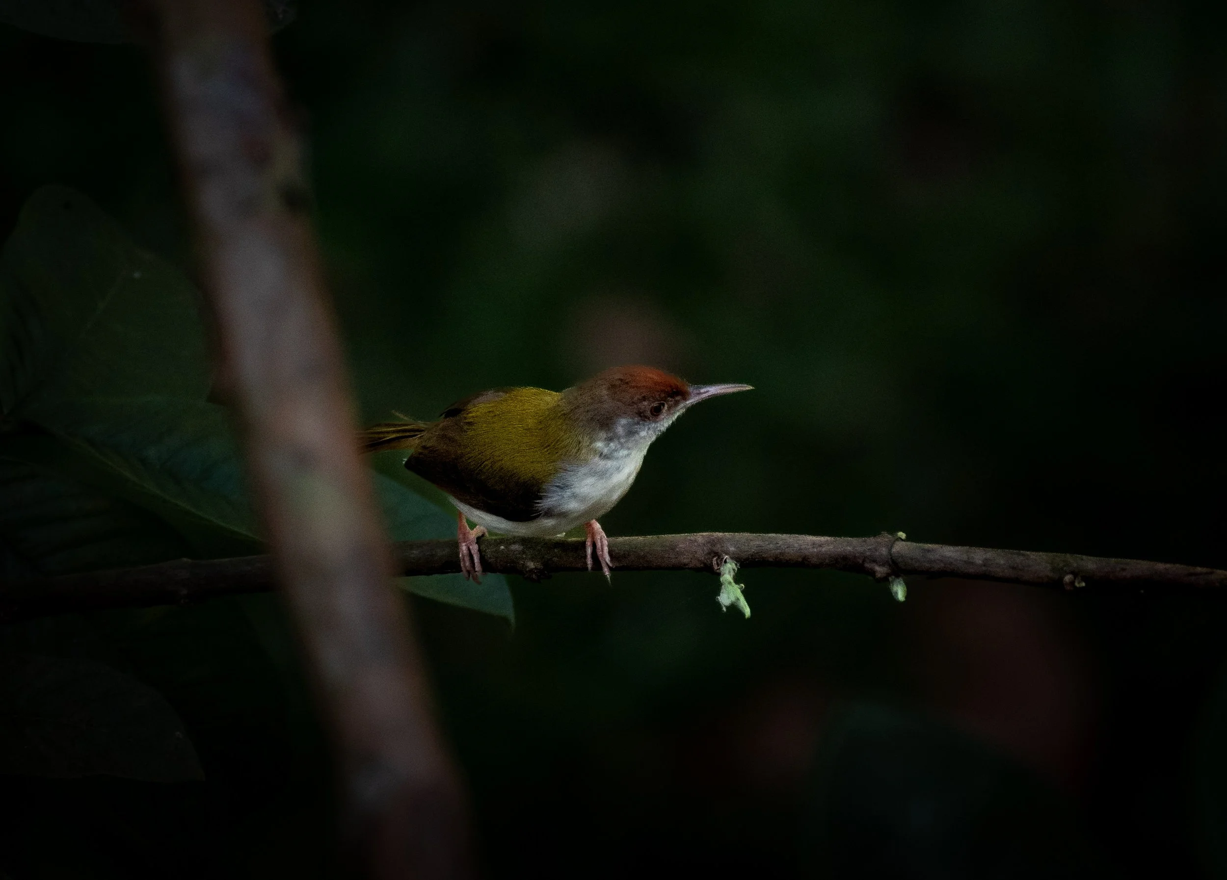 A small bird with a yellow body, gray head, and brown crown perched on a thin branch in a dark, leafy environment.