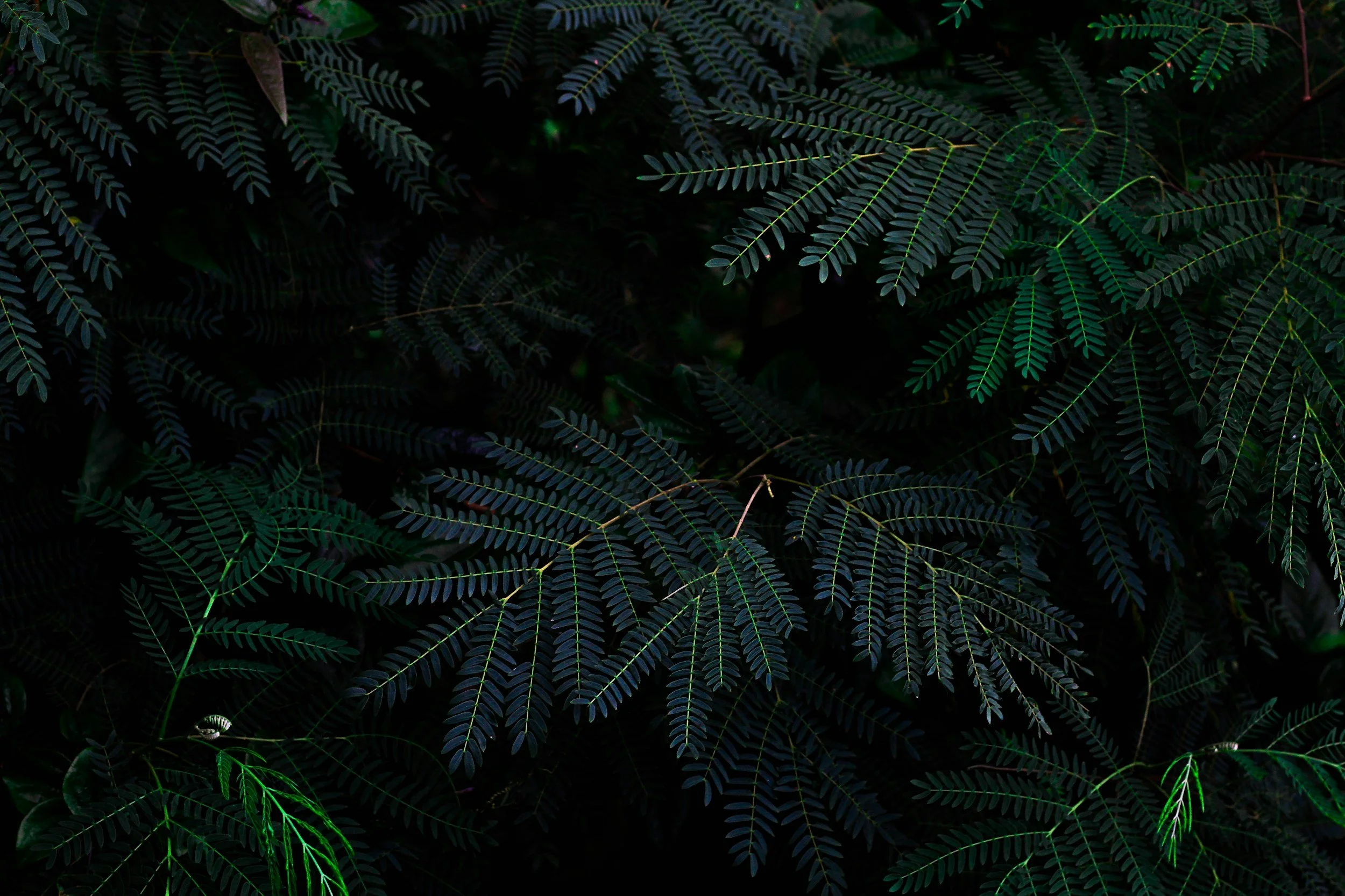 Dark green fern leaves against a dark background.