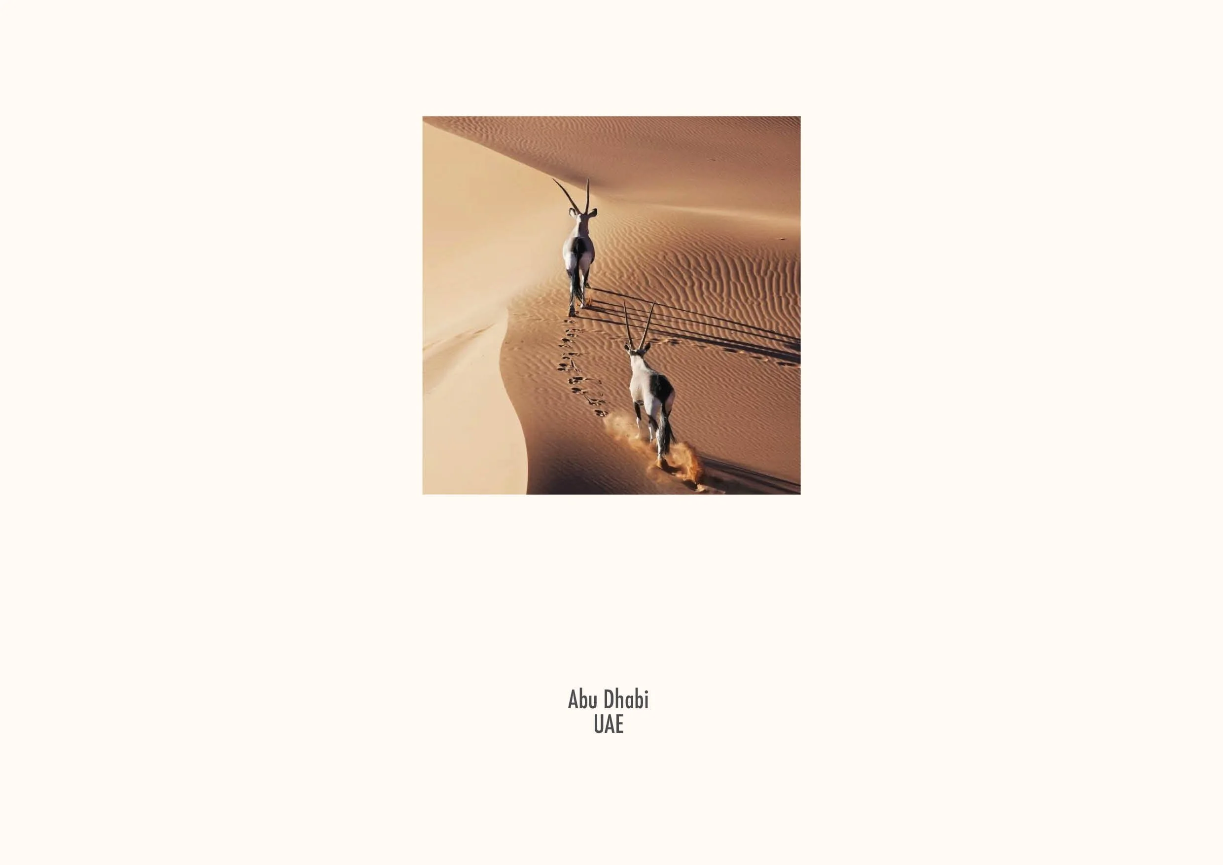 PORTFOLIO 202656.jpg