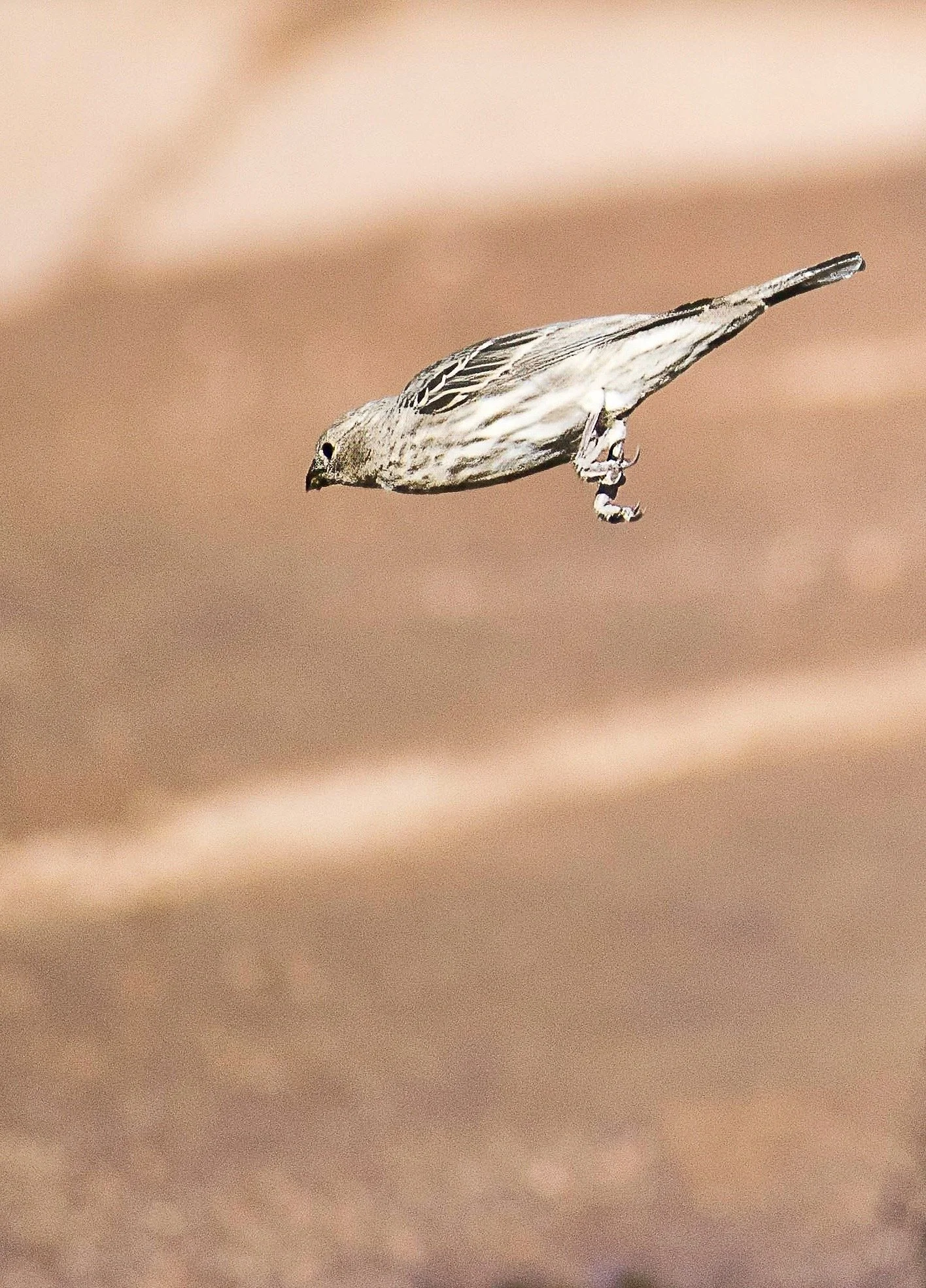 Cactus wren in between wing beats