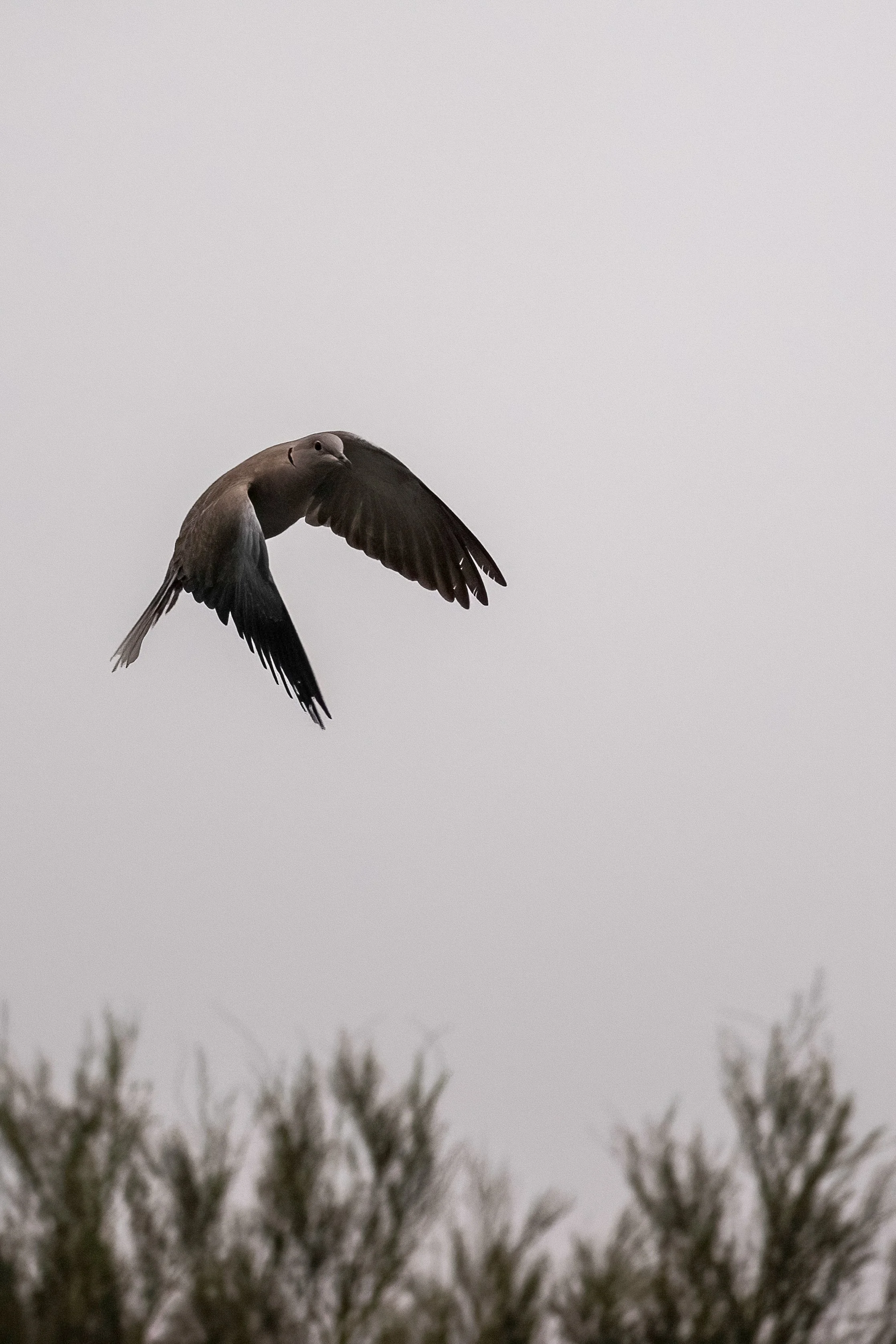 Dove in flight