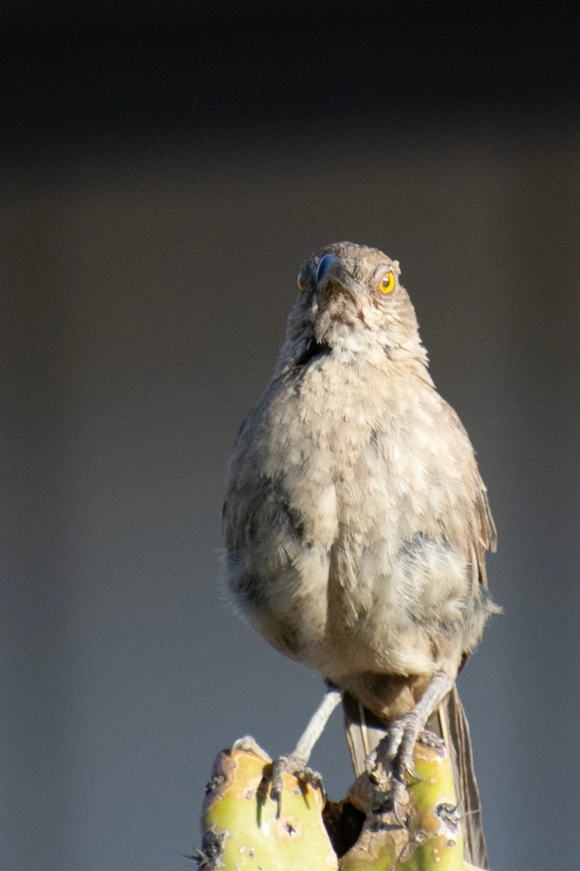 Curve-billed thrasher