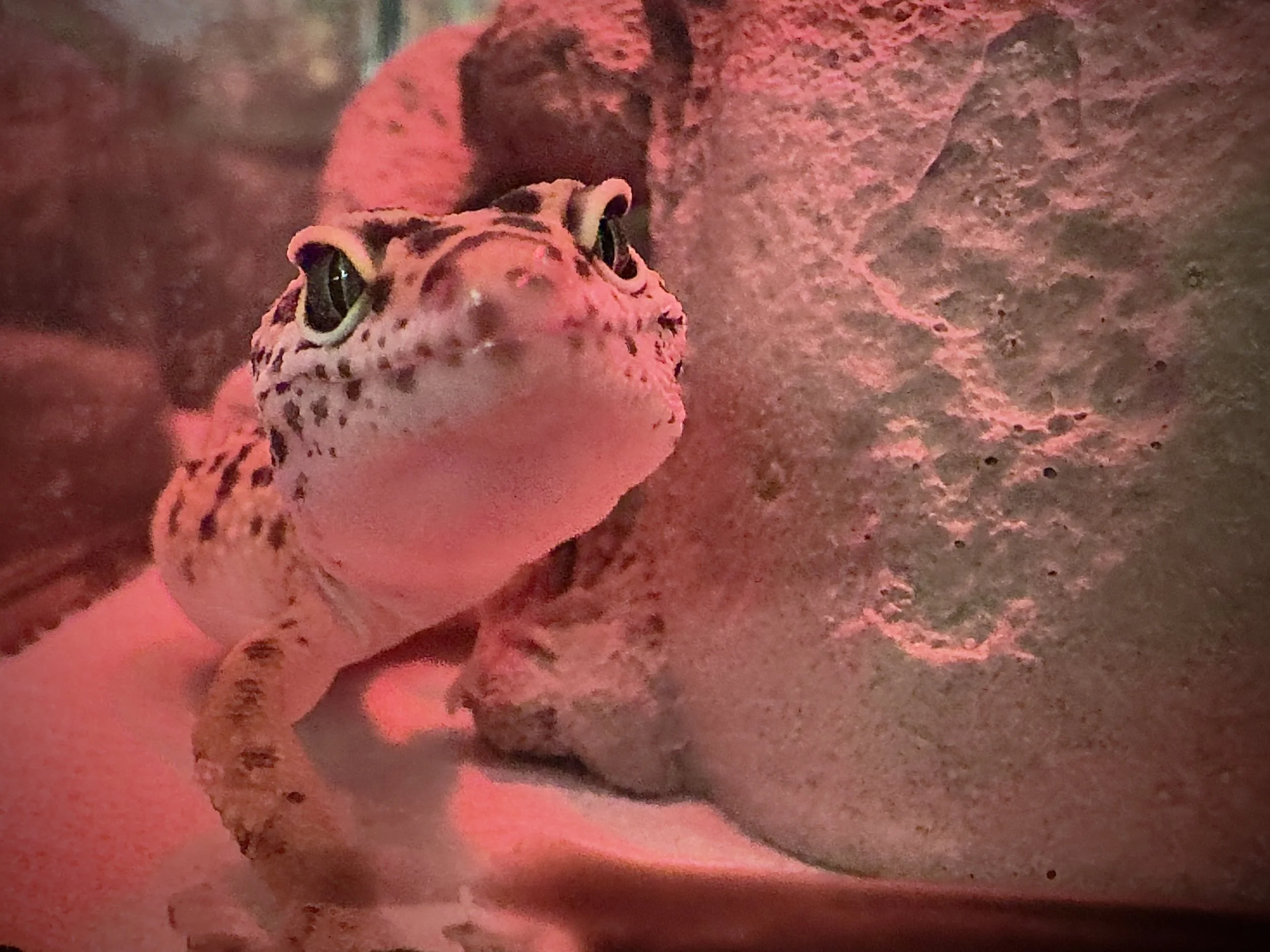 Princess Leia Pardo, the leopard gecko