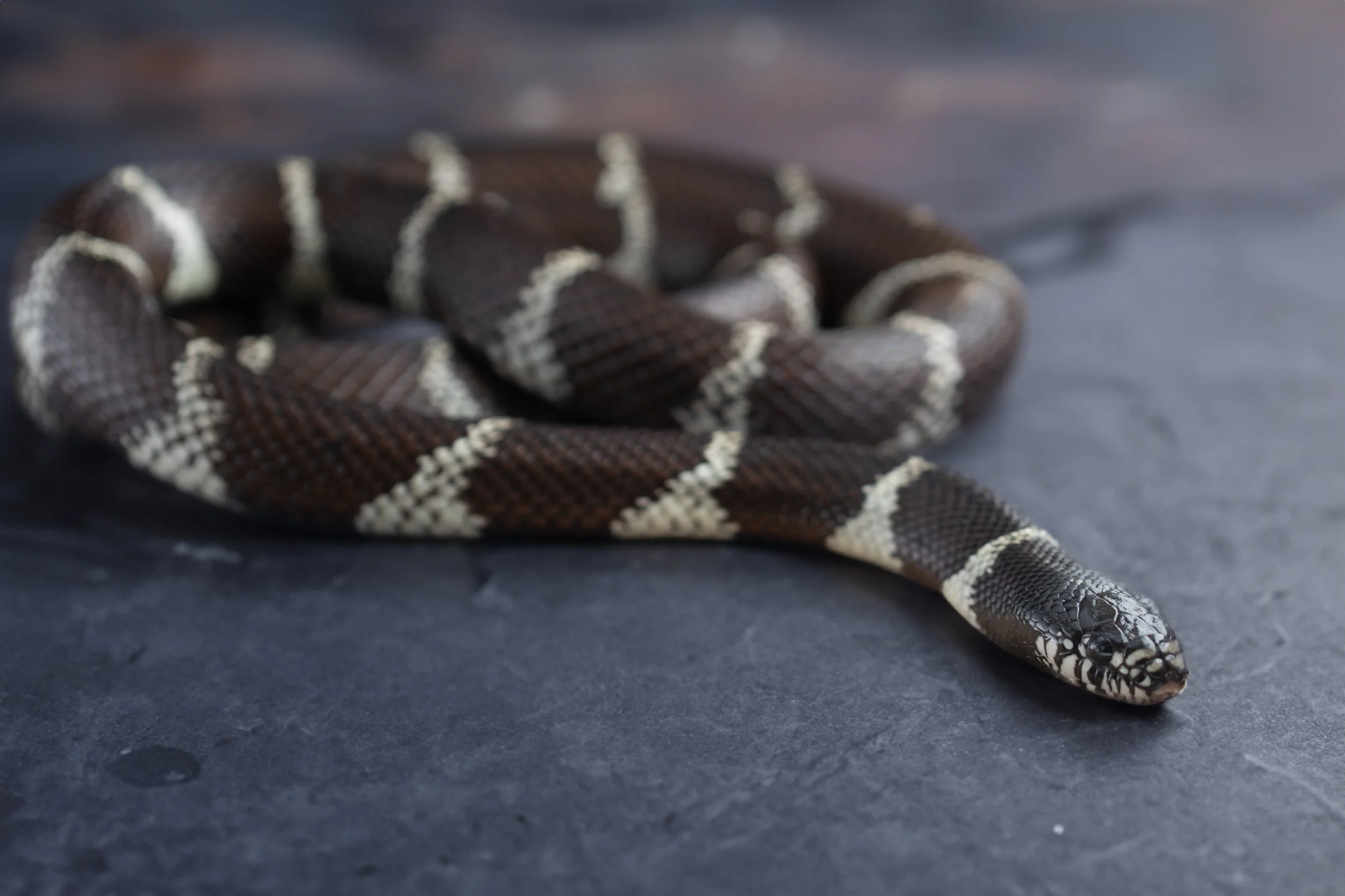 California King Snake
