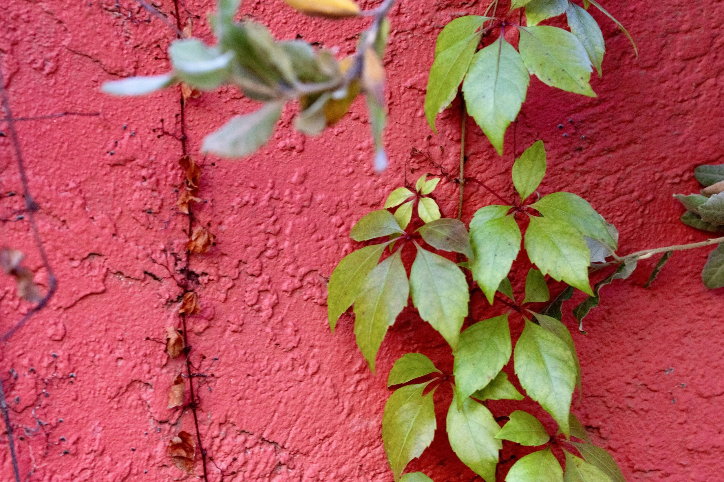 Red adobe wall with greenery on one side