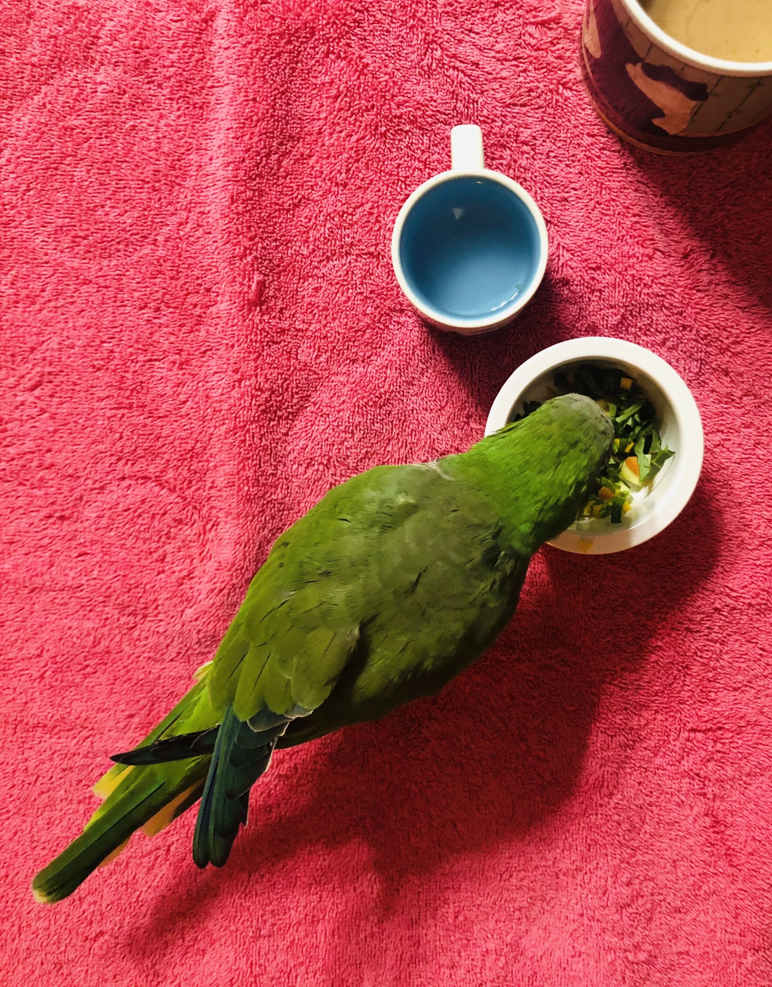 Bishi the Quaker Parrot