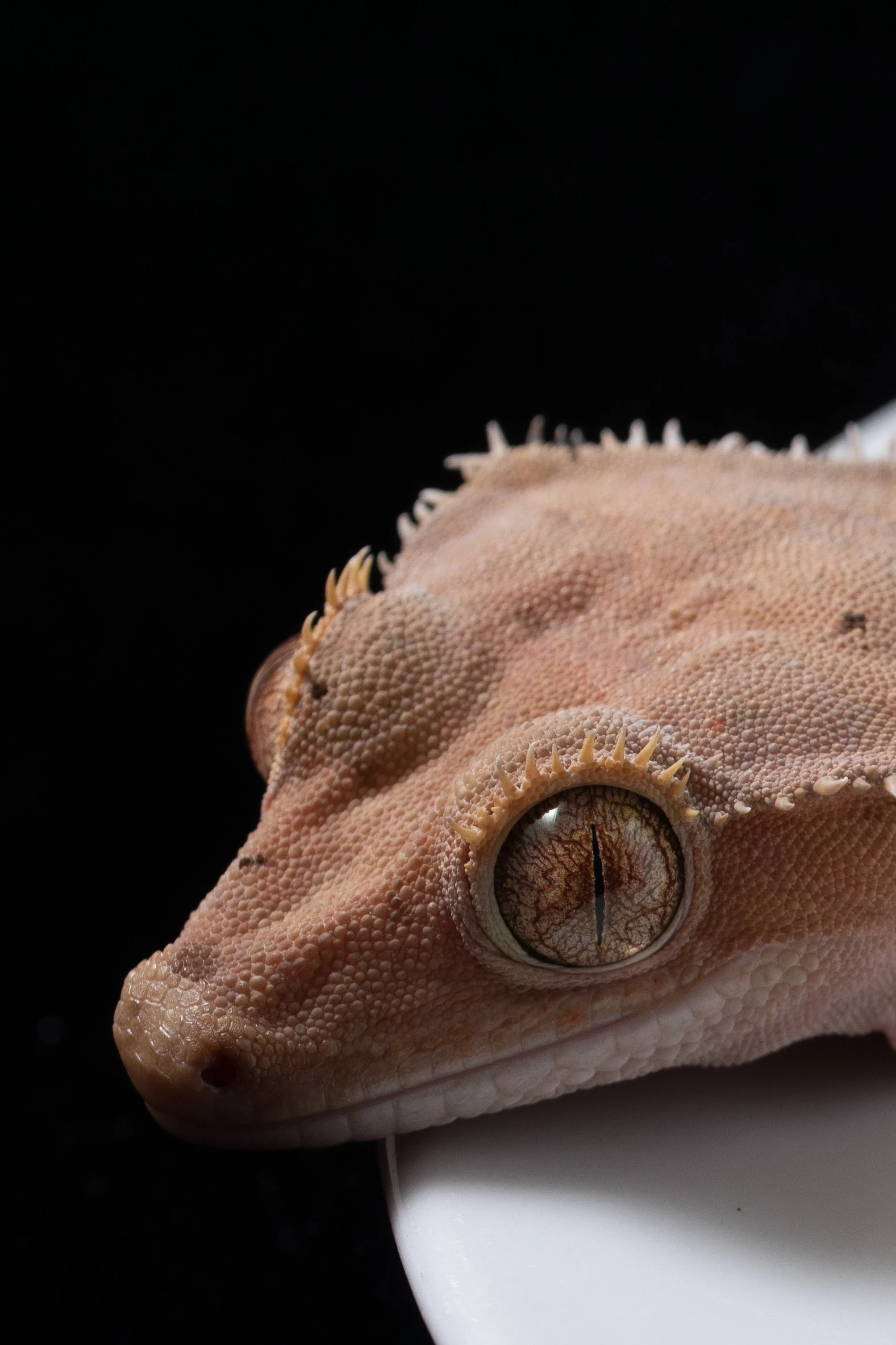 Stimpy the Crested Gecko, AKA eyelash gecko