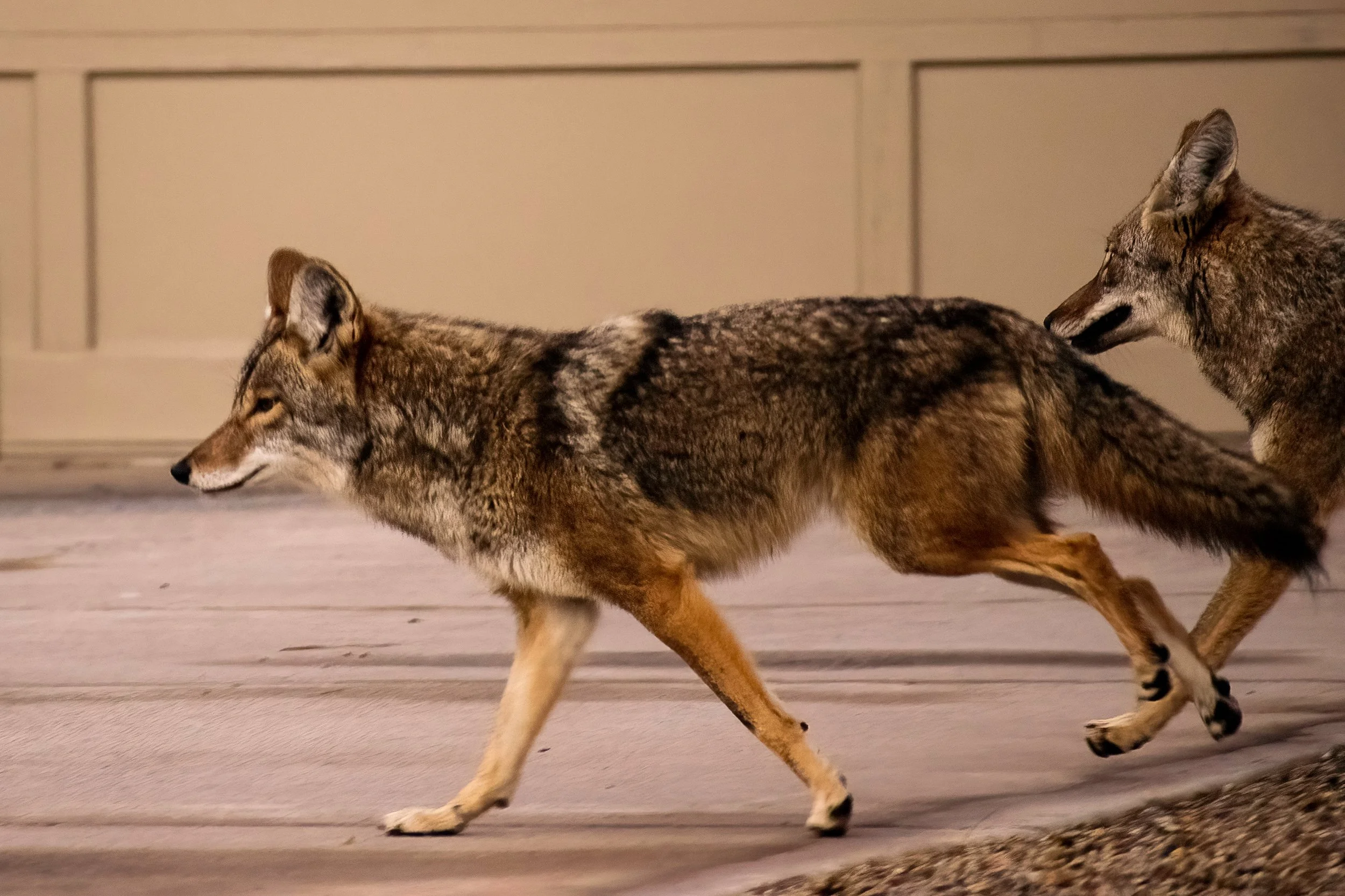 Coyotes roaming the neighborhood