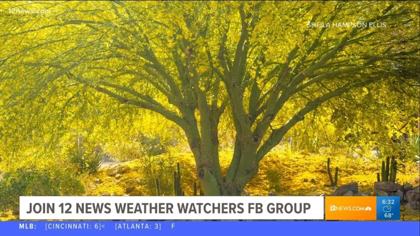 Channel 12 Palo verde 9199.JPG