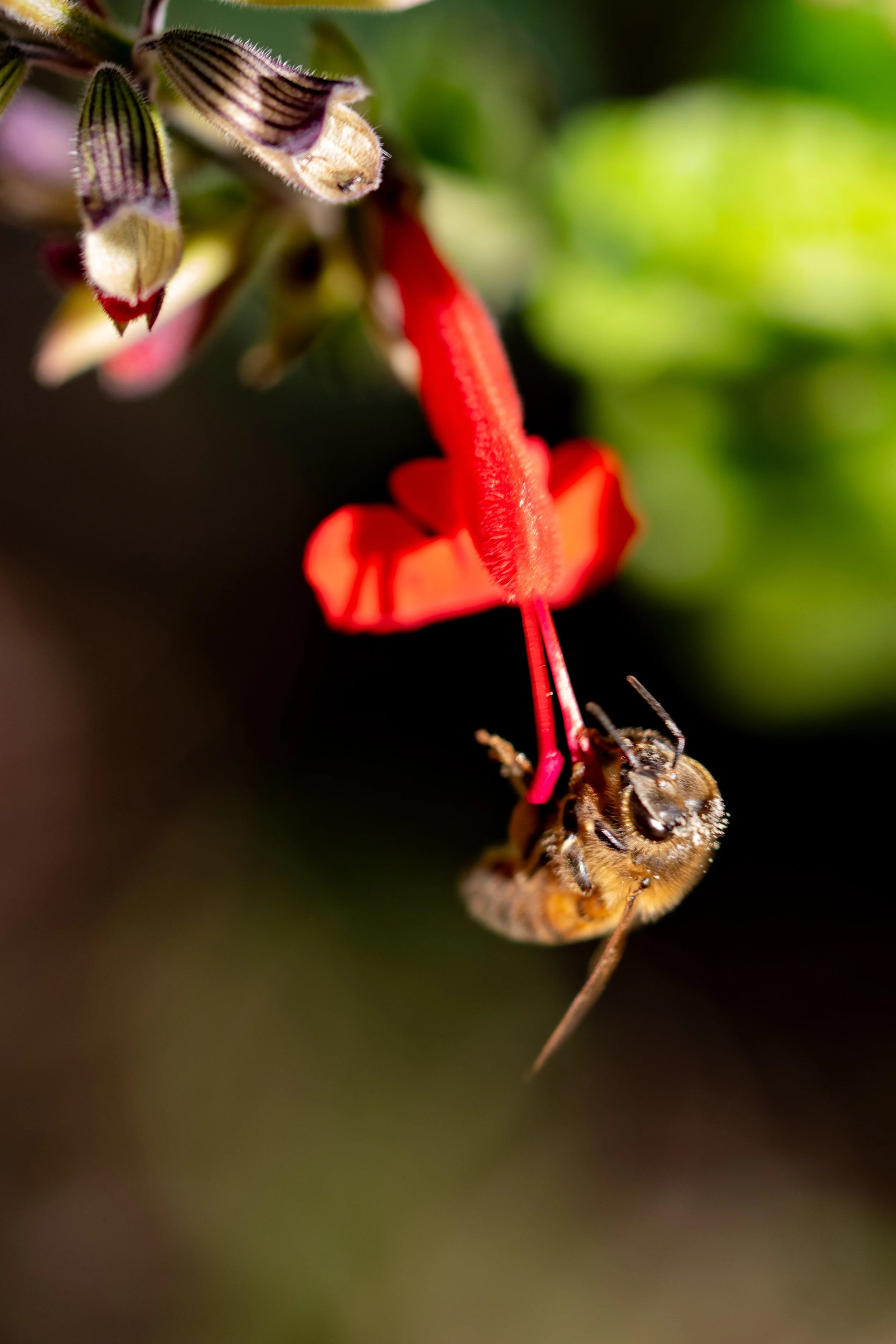Foraging bee