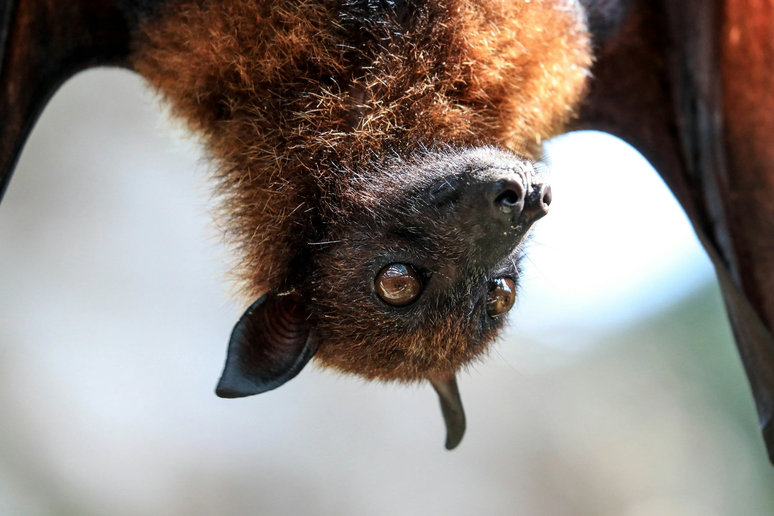 Lesser Long-Nosed Sky Puppy, I mean, Bat.