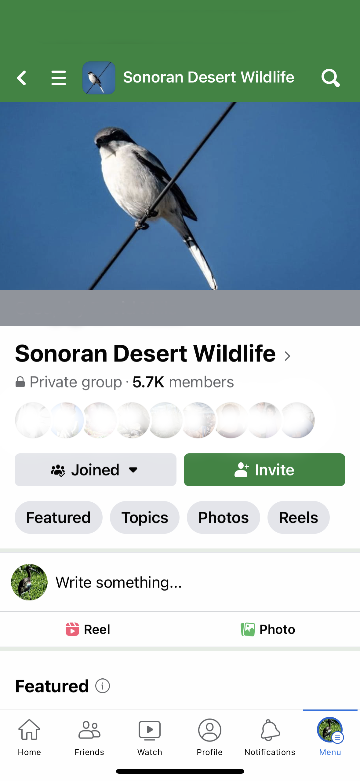 Sonoran Desert Wildlife Shrike.PNG