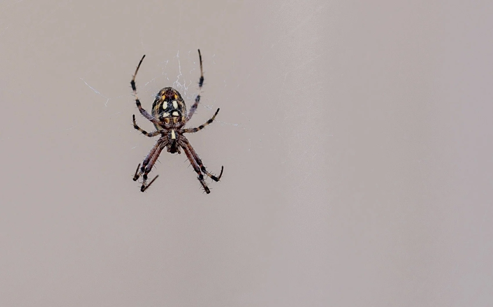 Orb Weaver Spider