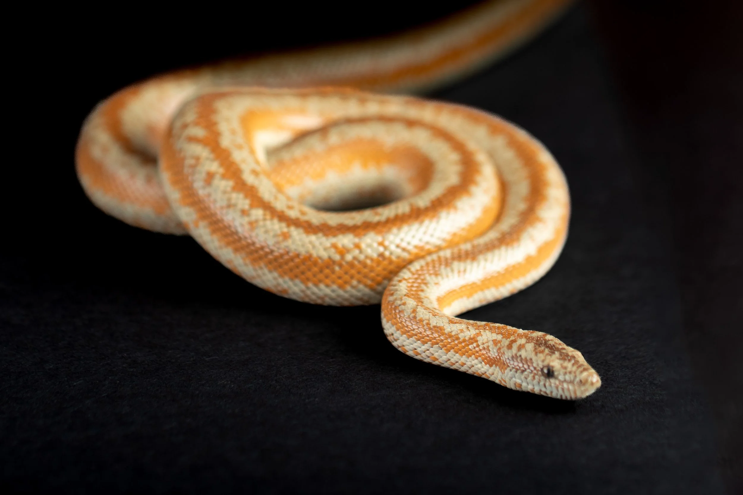 Rosy Boa