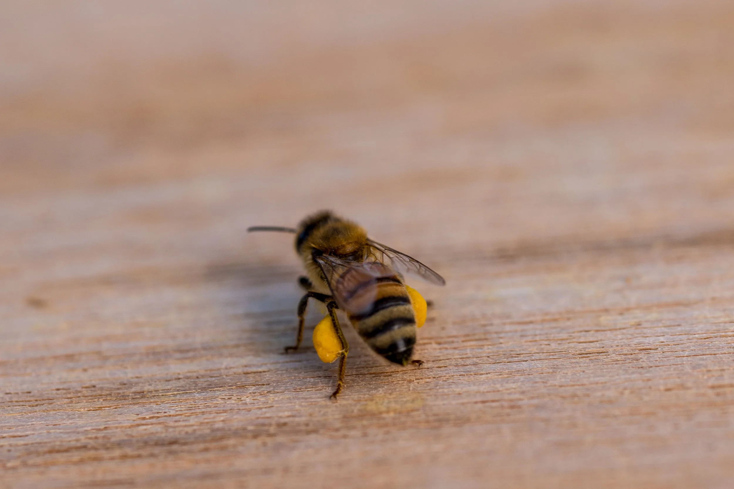 Bee returning to her hive with loaded pollen pants