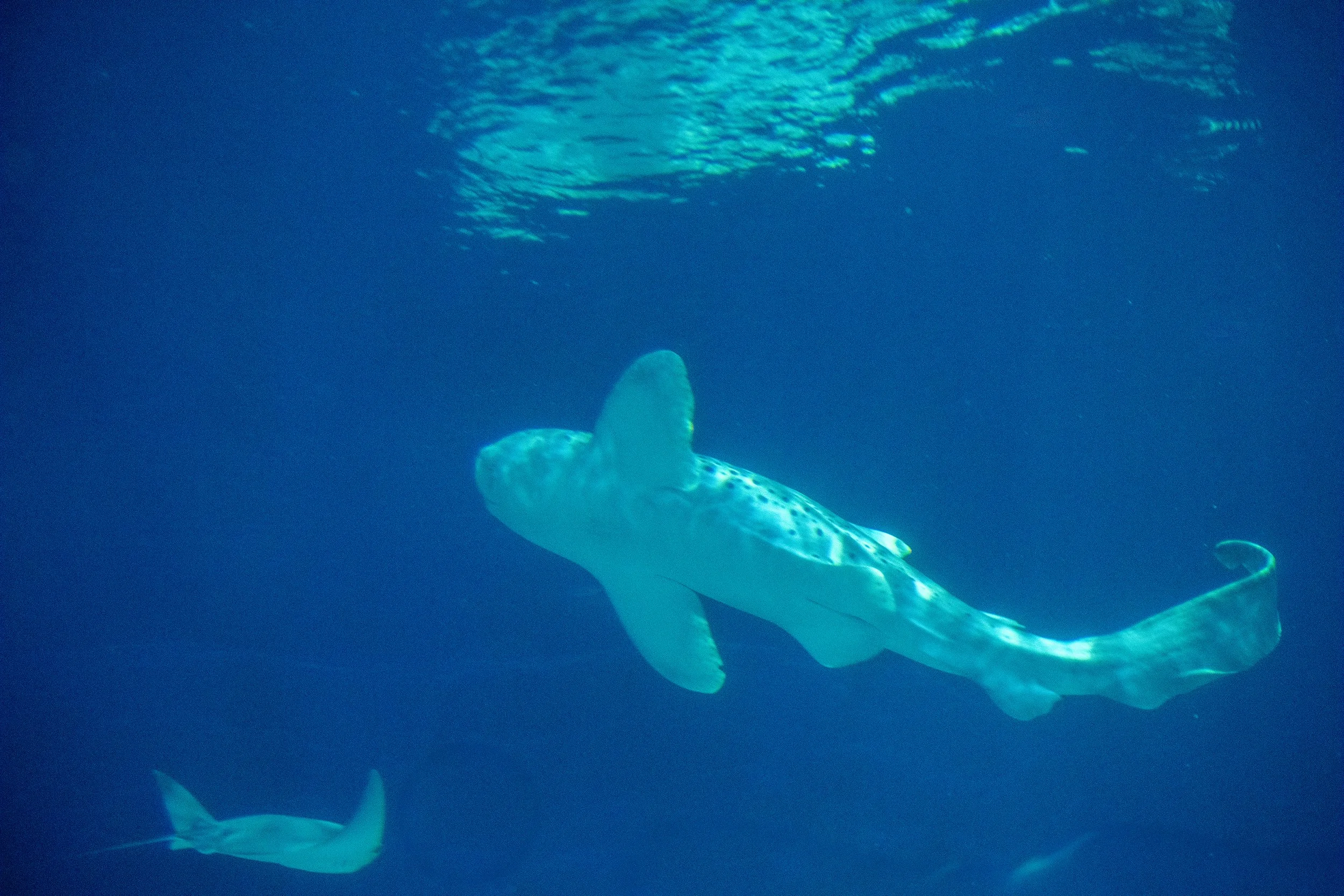 shark and ray 