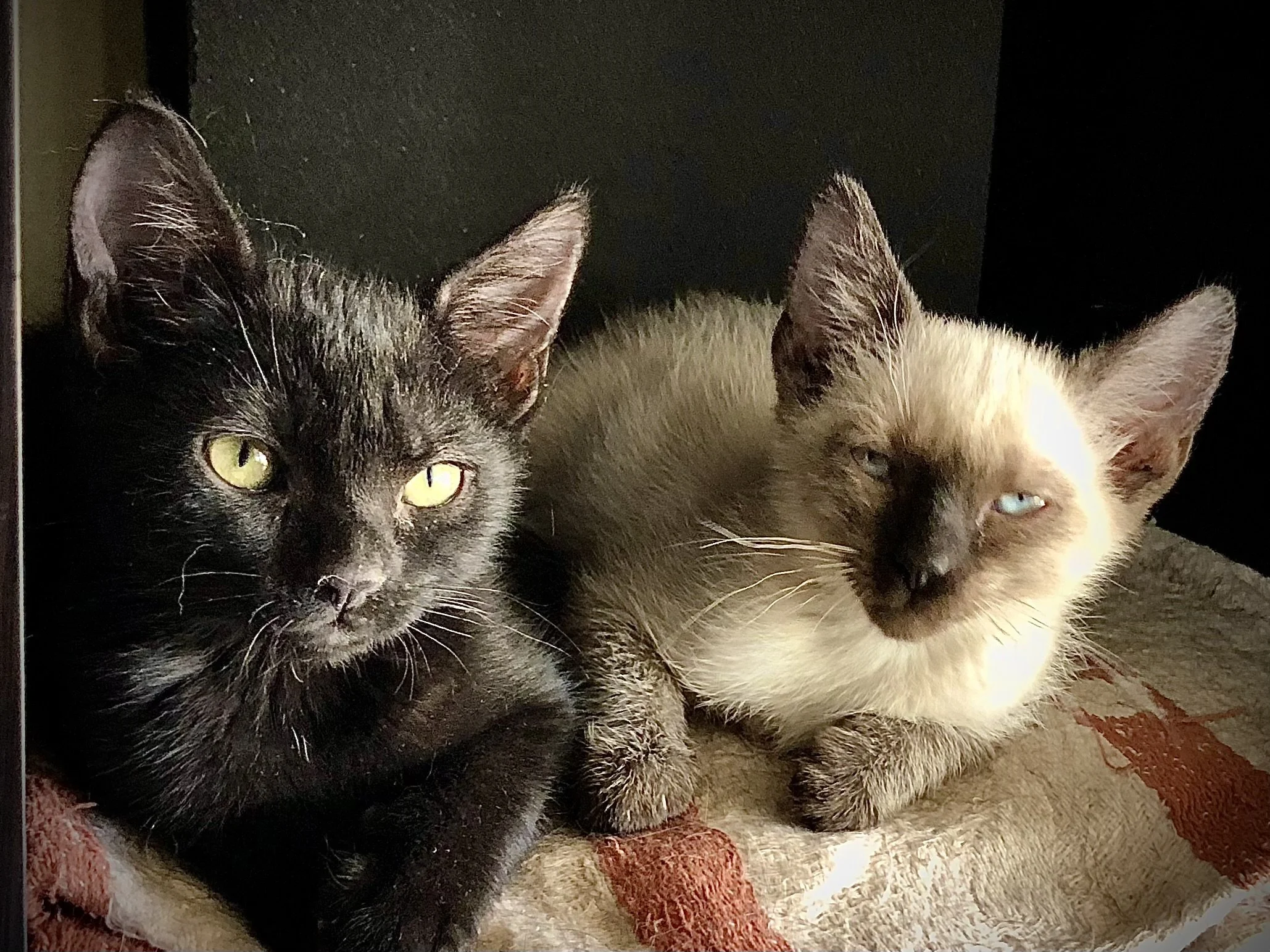 Jacqueline and Peanut as Kittens