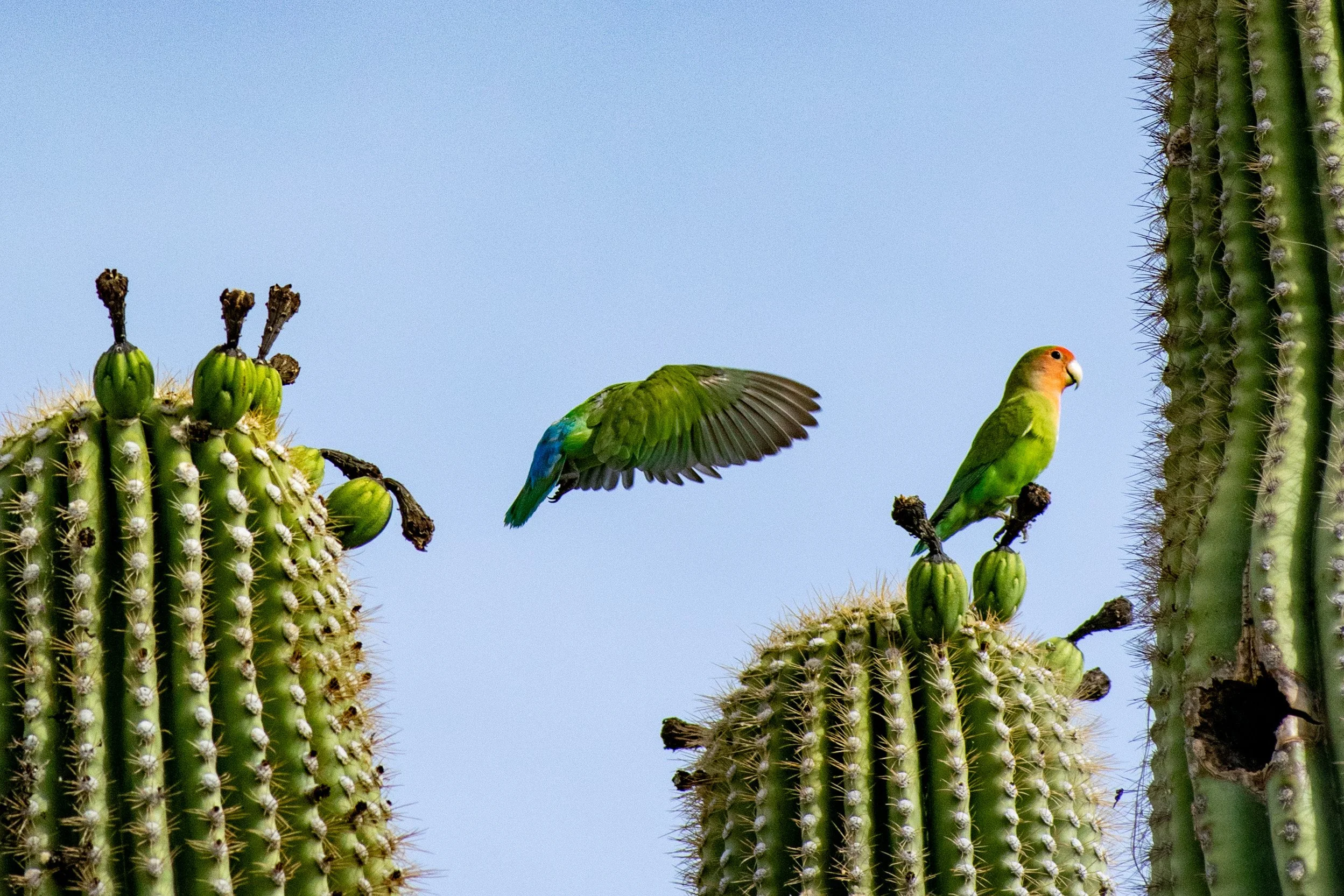 Let's see if your perch is better