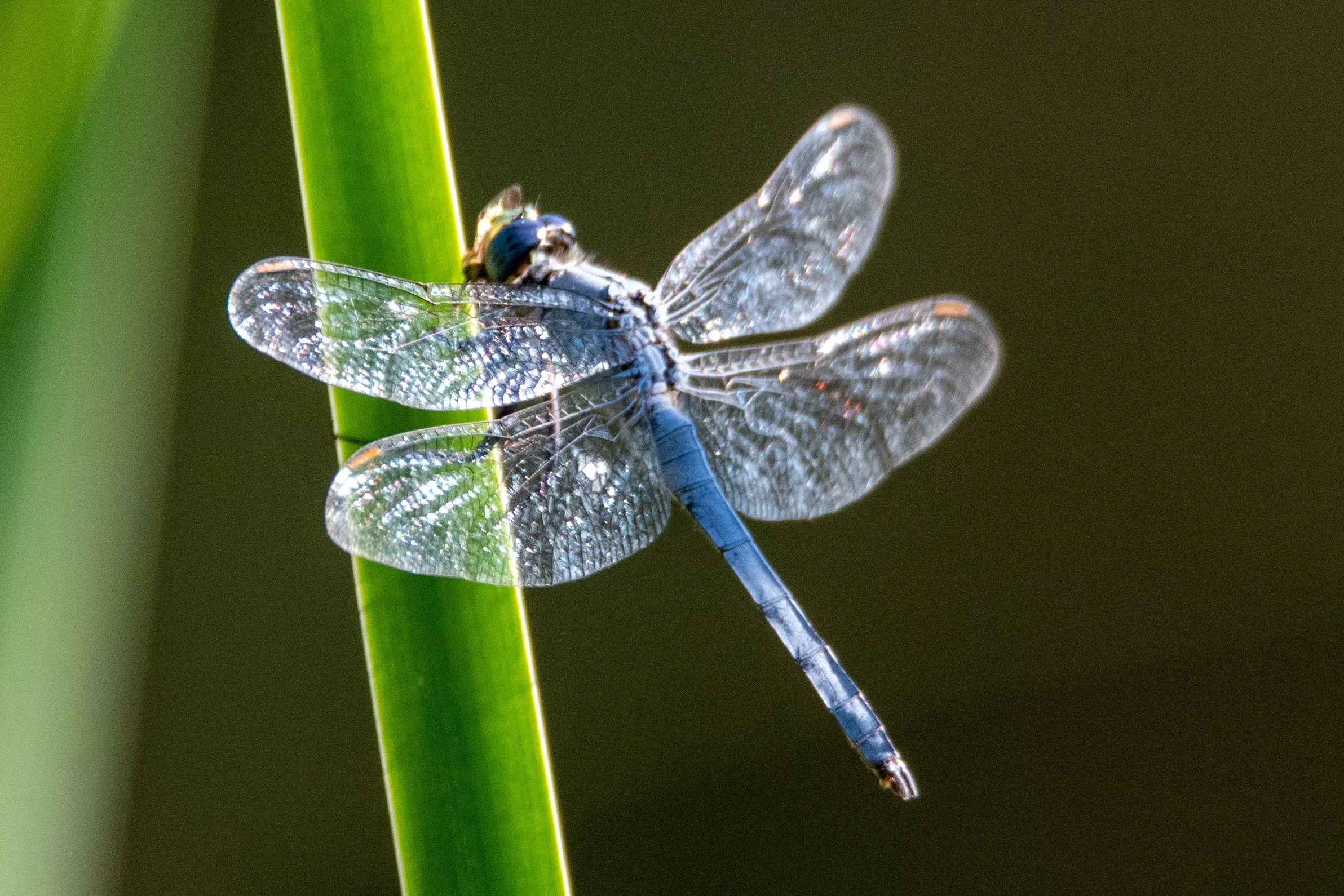 Blue Darner on a reed