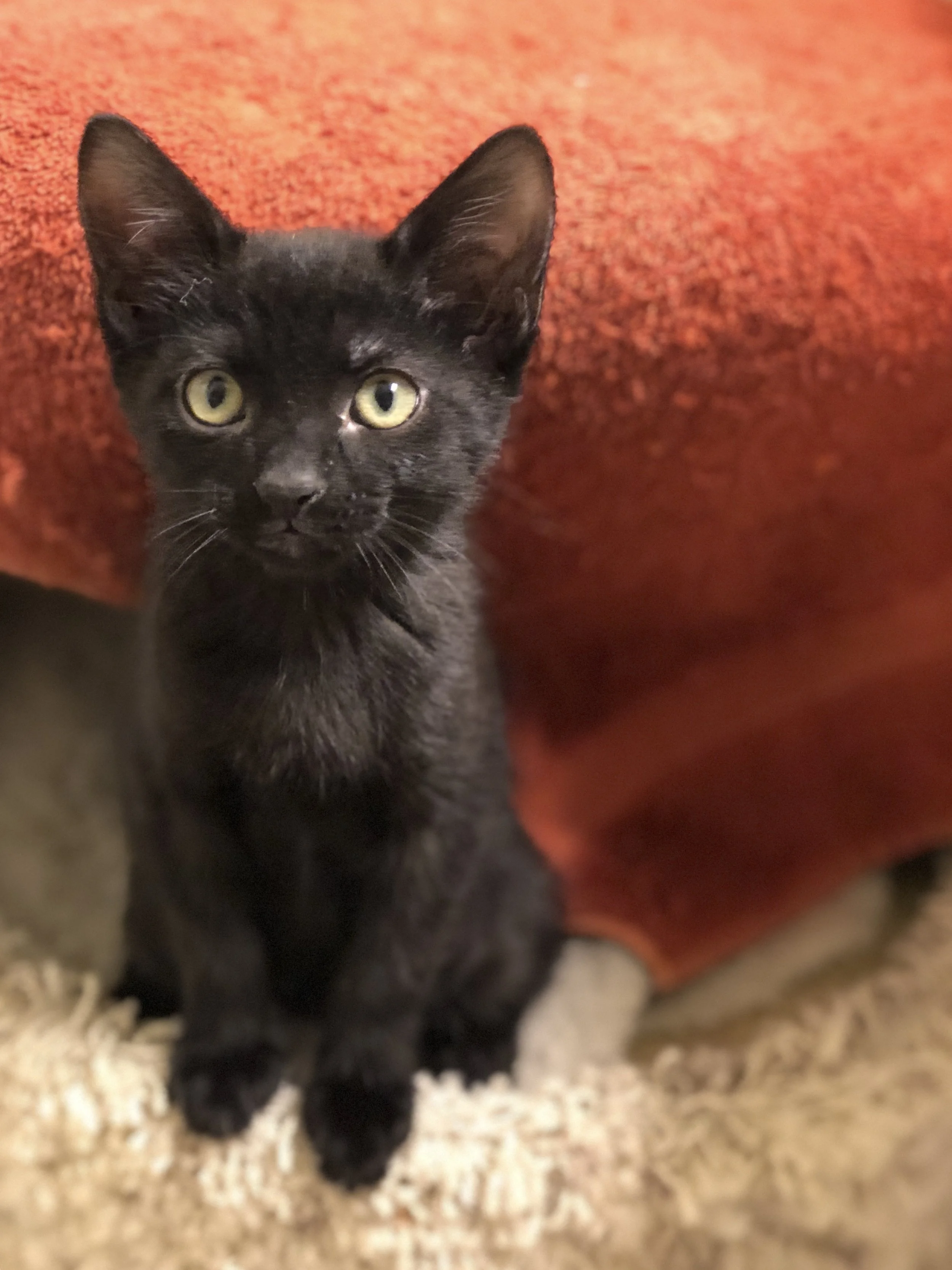 Jacqueline as a kitten