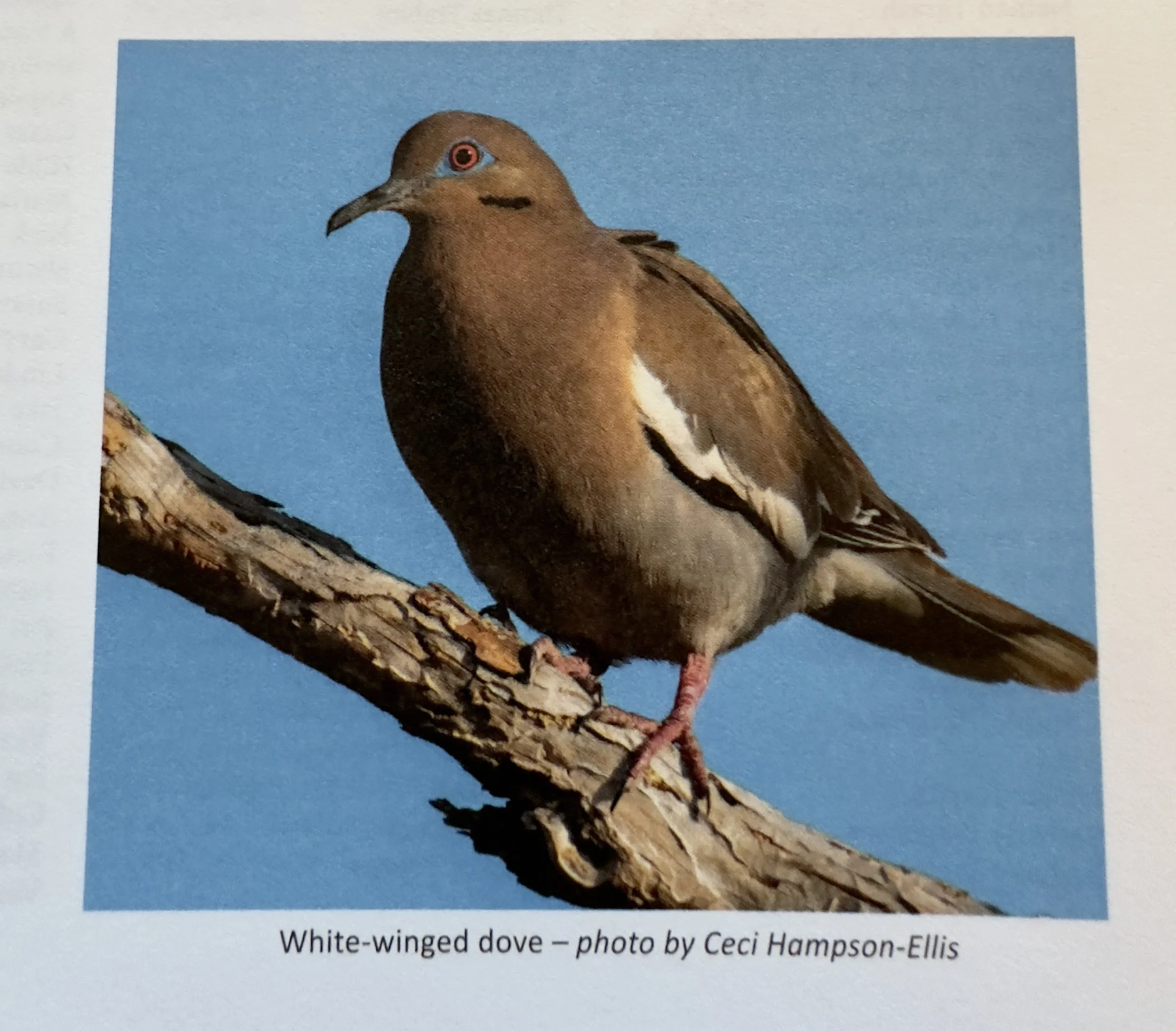 Wing Beats WWDO.jpeg