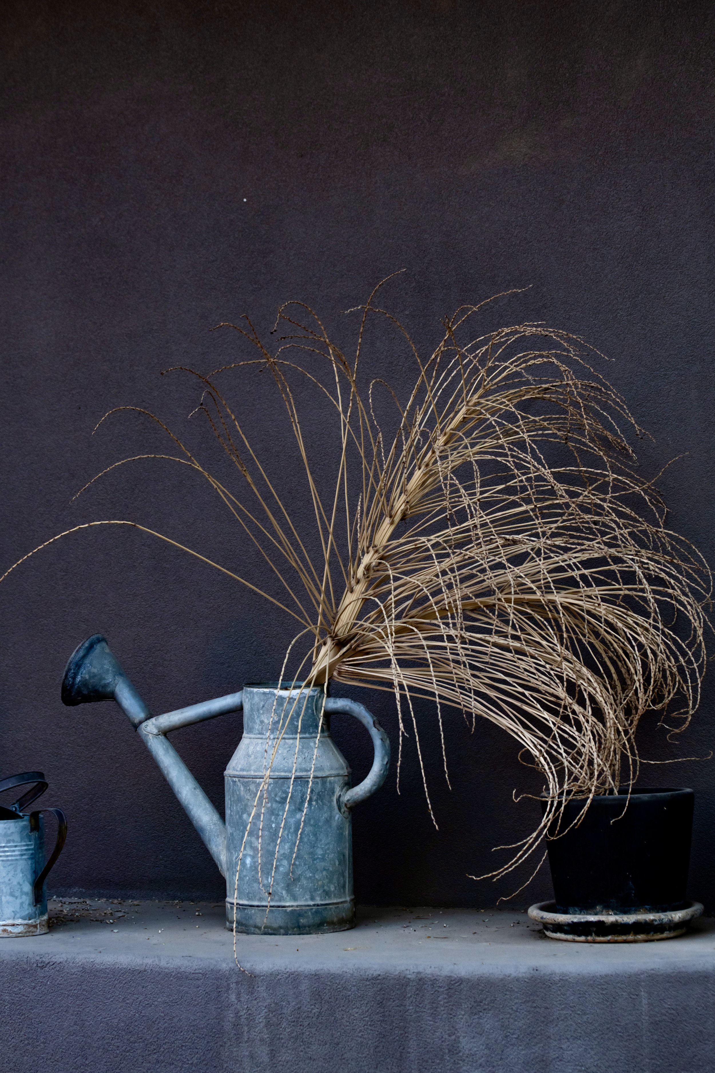 Watering can with dead palo branch in it.