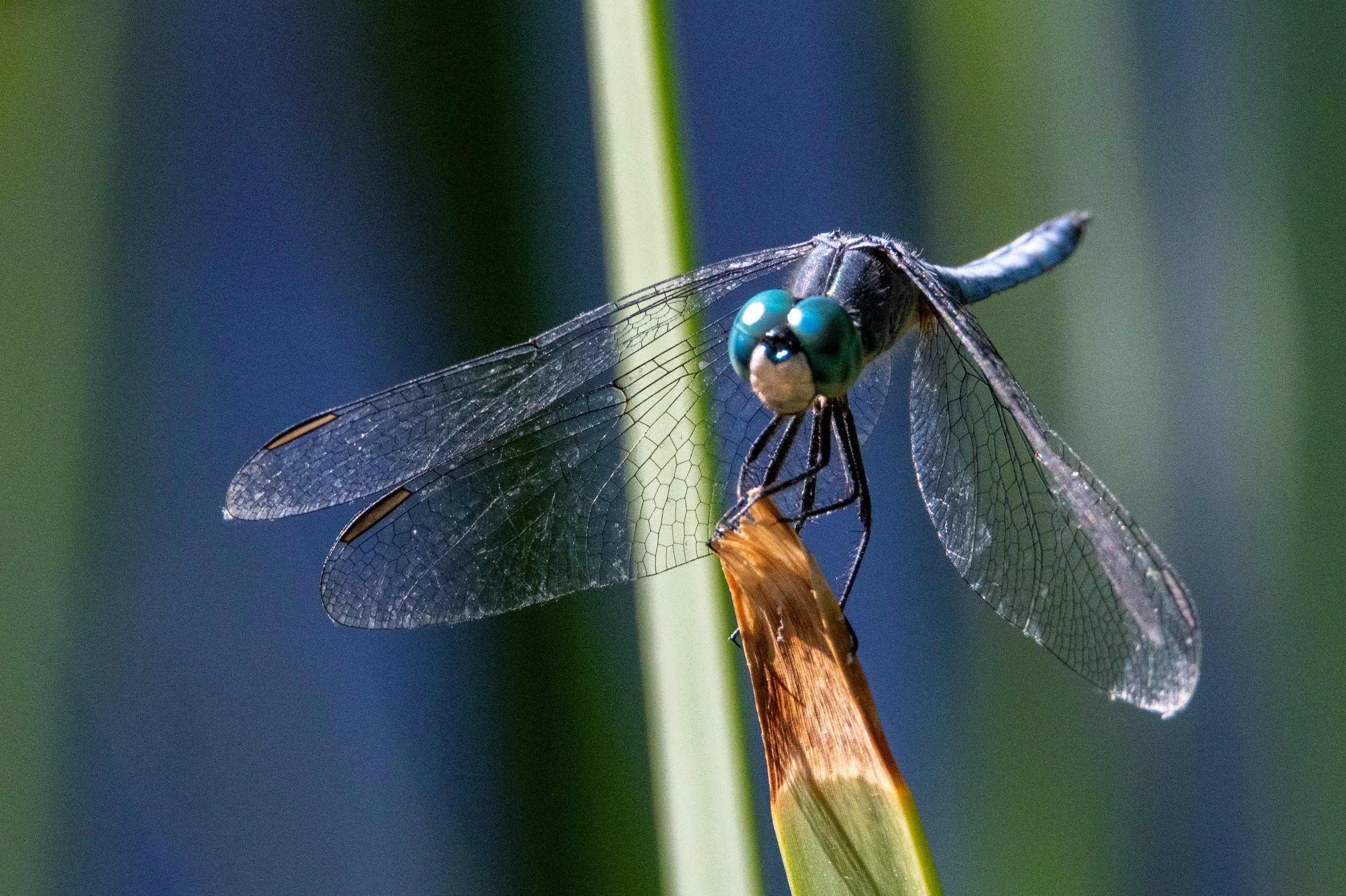 Blue Darner Dragonfly