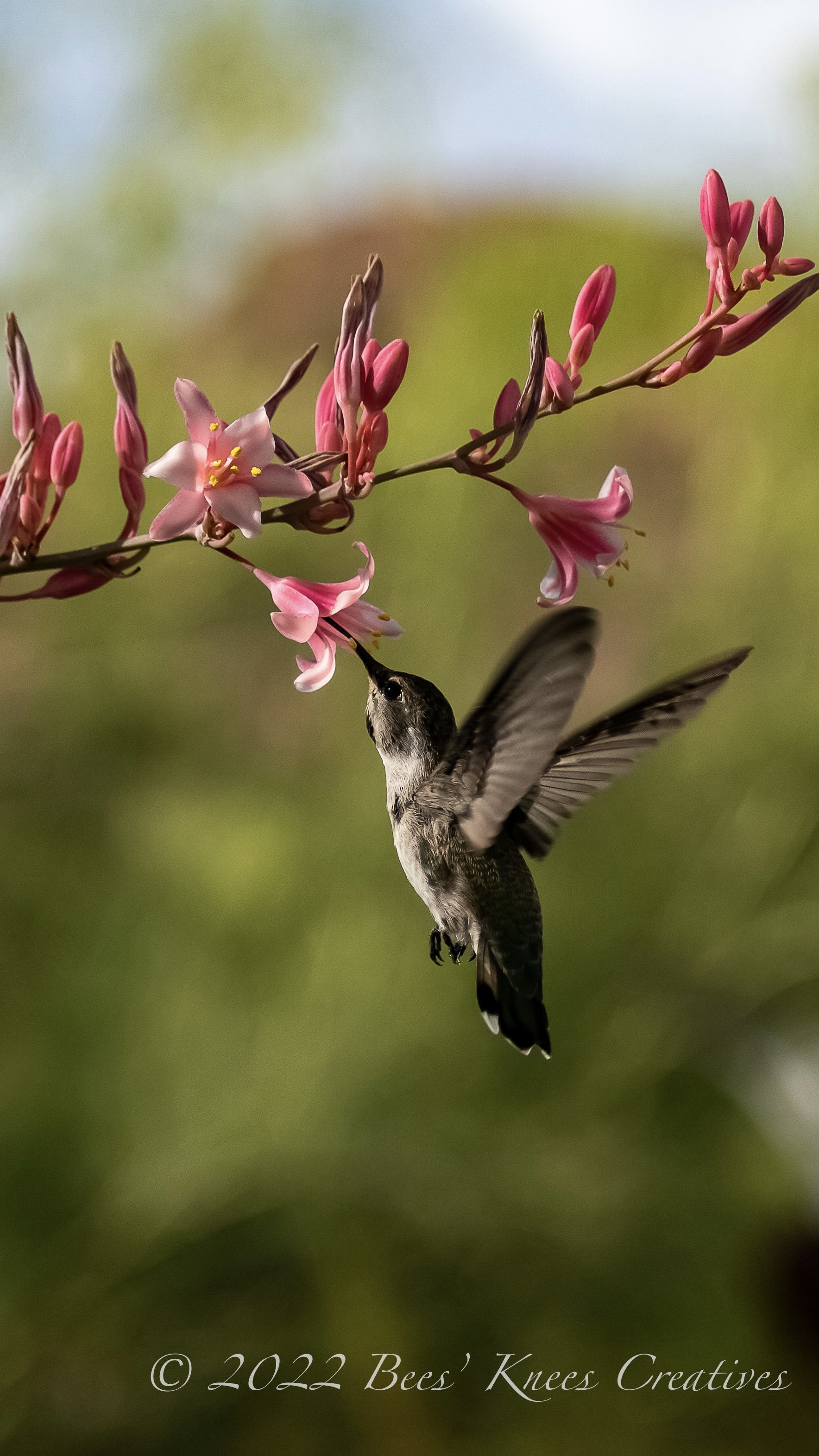 Humming bird getting nectar