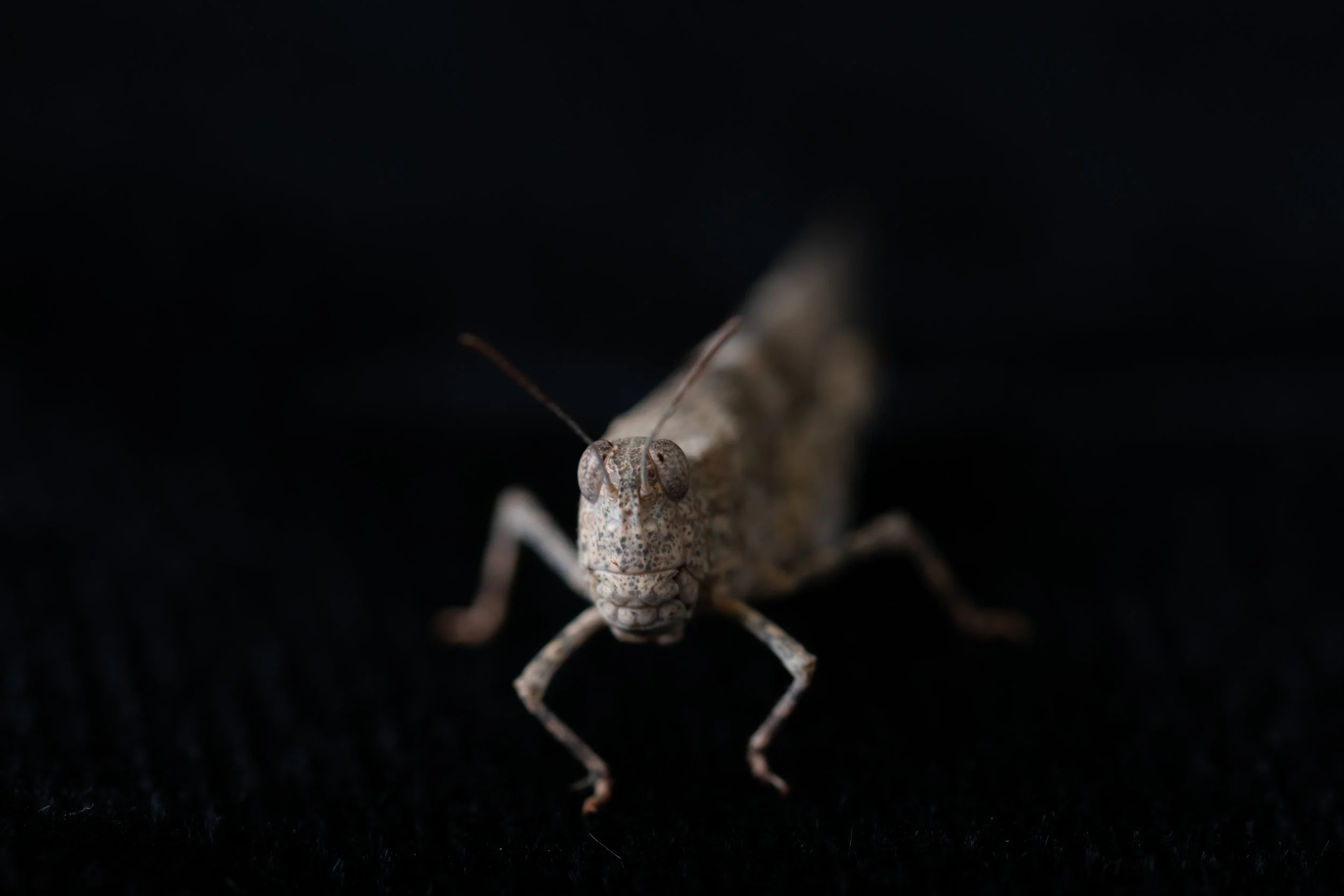 Grasshopper turned model for coming in my house.