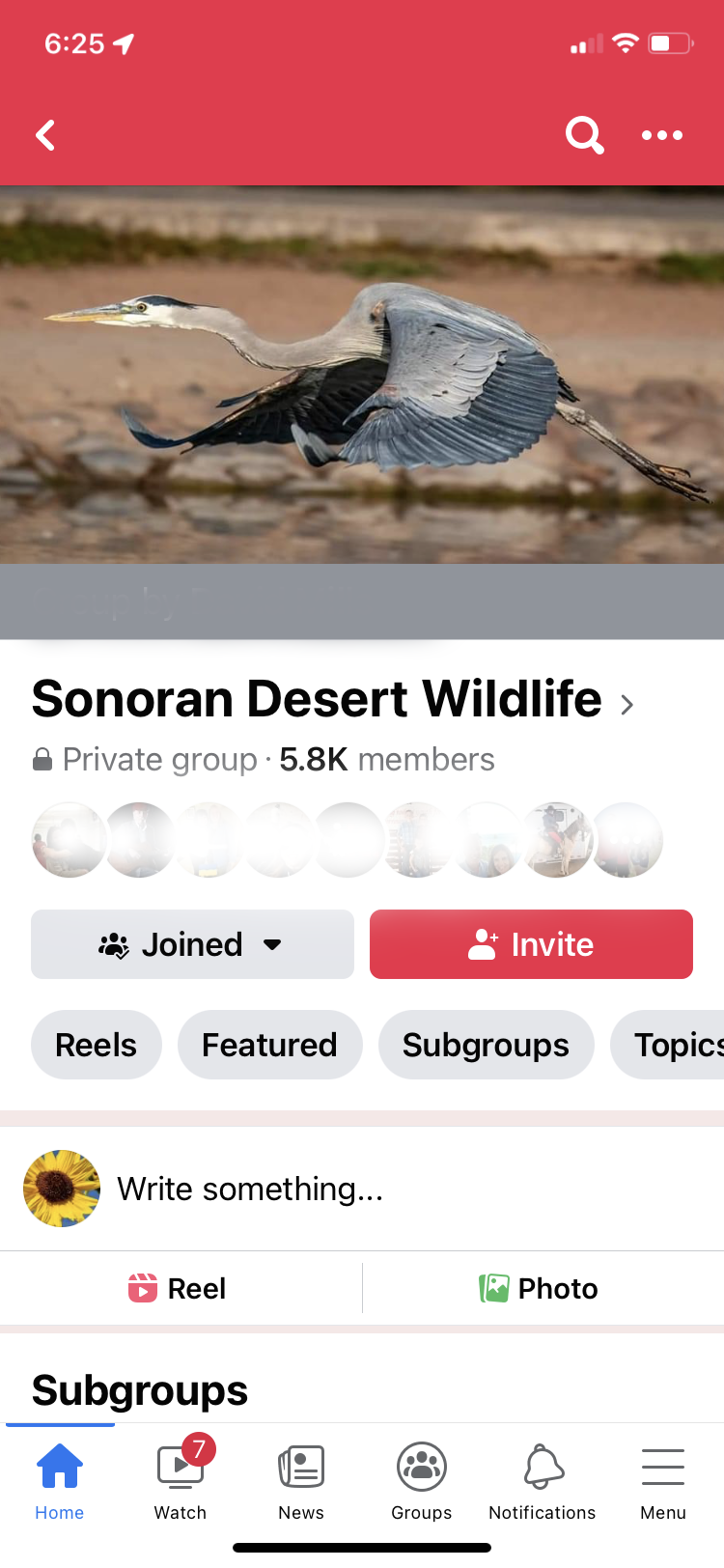 Sonoran Desert Wildlife GBHE.PNG