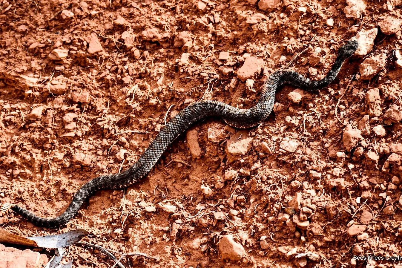 Rattle snake