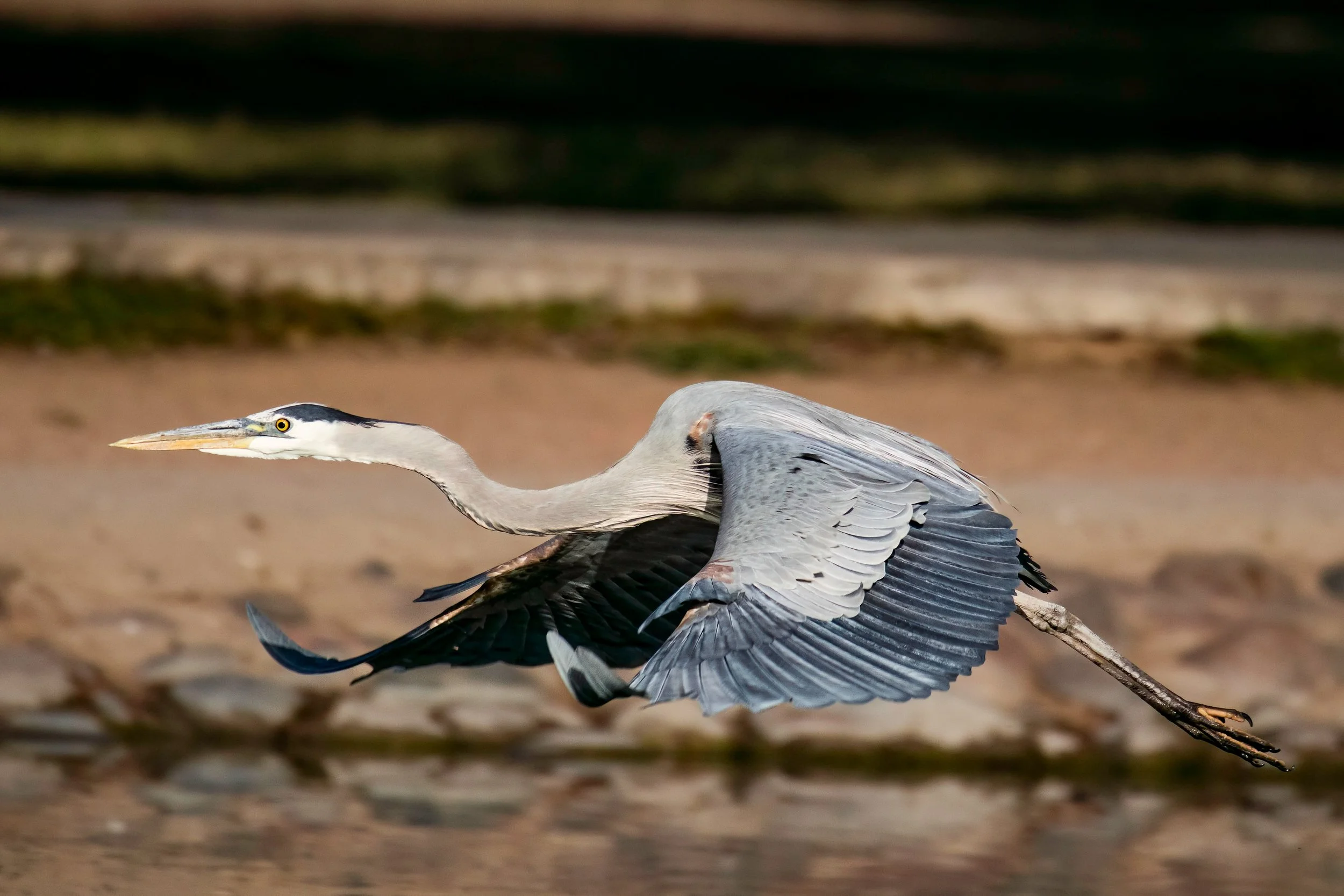 Great blue heron in flight